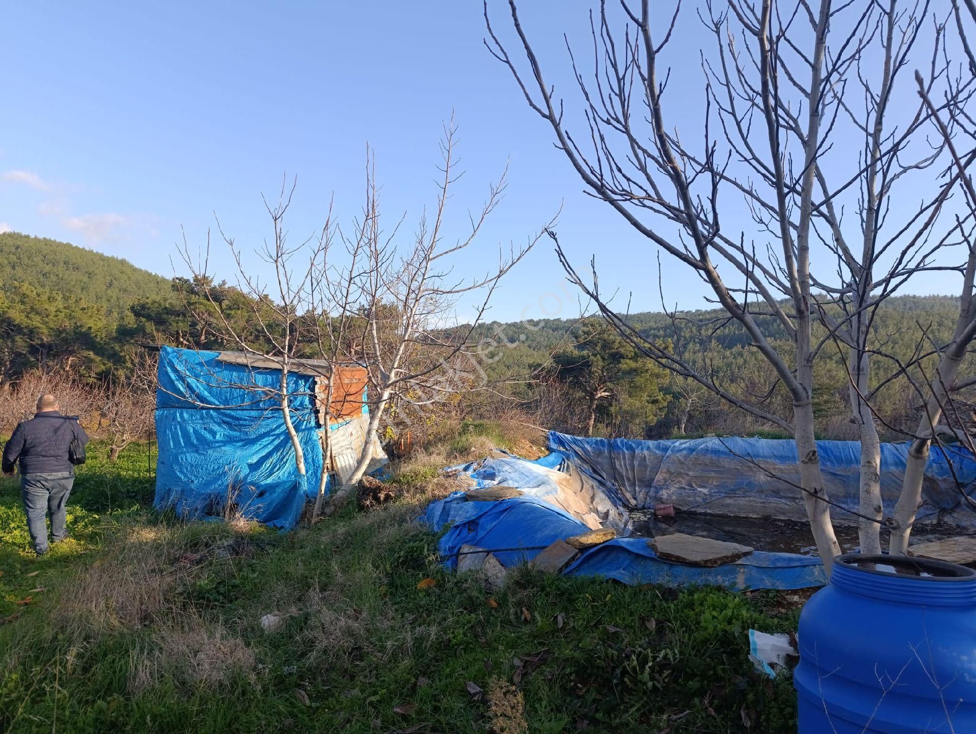 İzmir Bayındır Dernekli Yaylada 6.441 M2 Kiraz Bahçesi. Açıklamayı Okuyunuz Lütfen. - Görsel 22