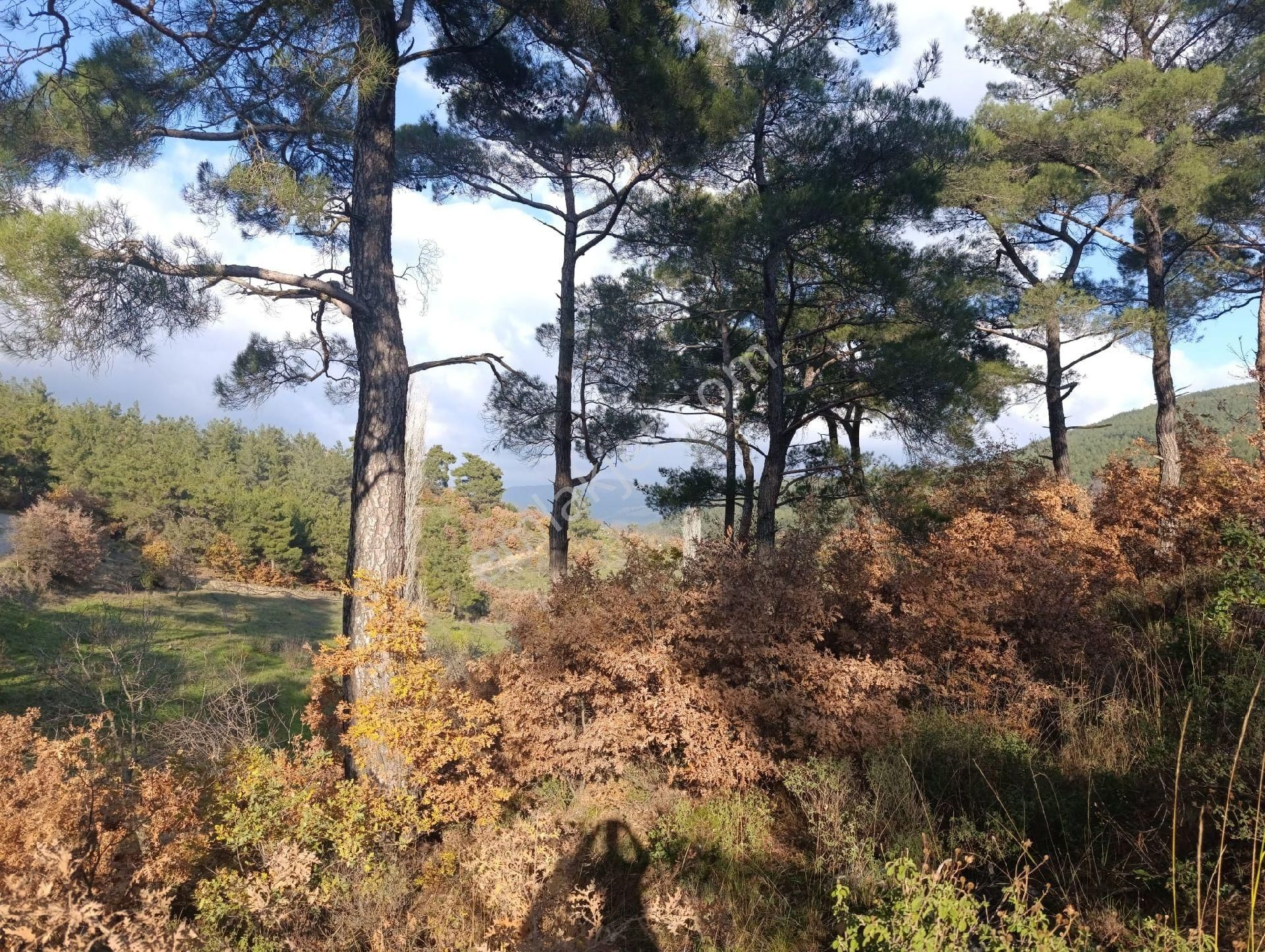 İzmir Bayındır Dernekli Yaylada 6.441 M2 Kiraz Bahçesi. Açıklamayı Okuyunuz Lütfen. - Görsel 32