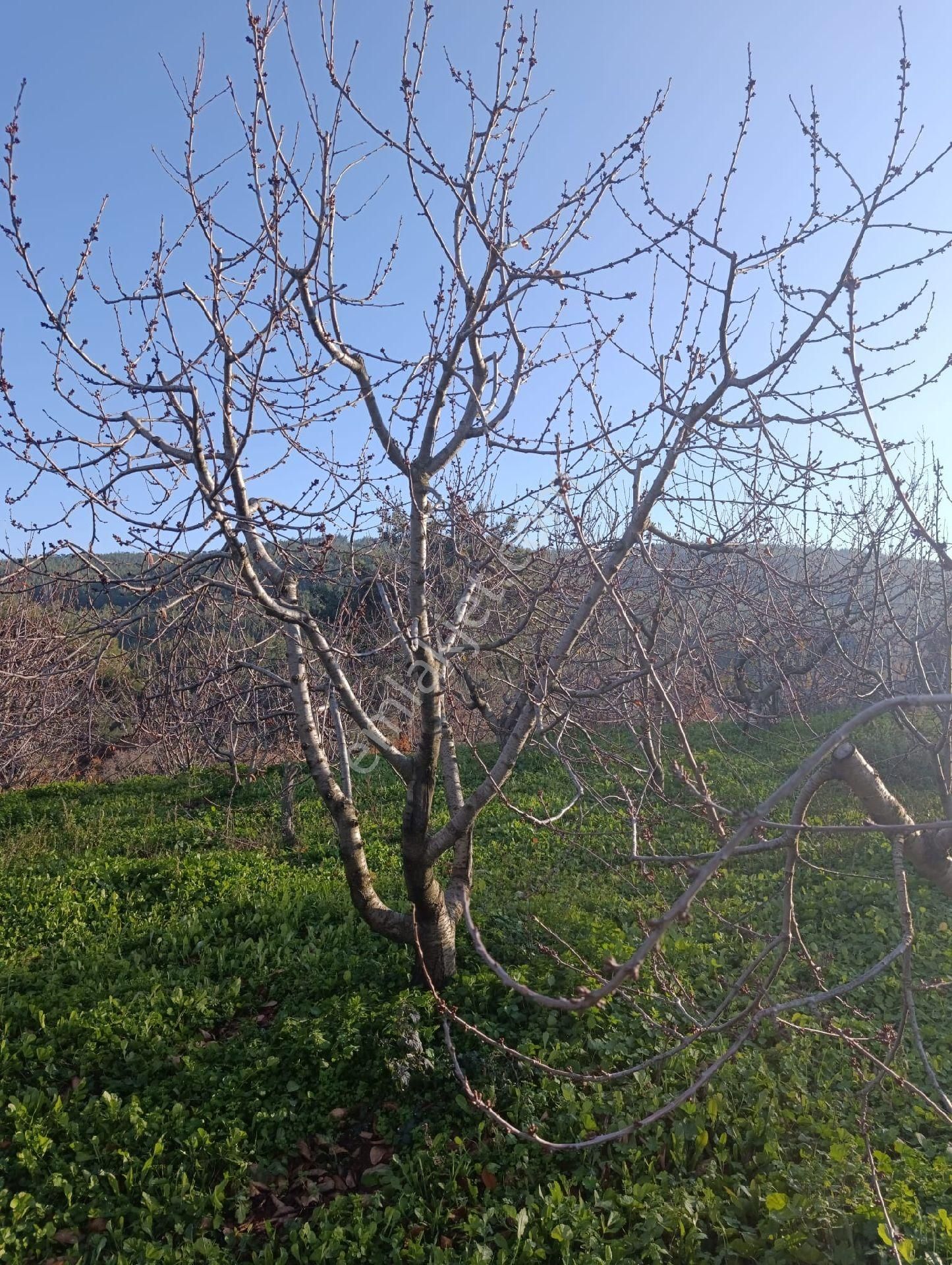 İzmir Bayındır Dernekli Yaylada 6.441 M2 Kiraz Bahçesi. Açıklamayı Okuyunuz Lütfen. - Görsel 18