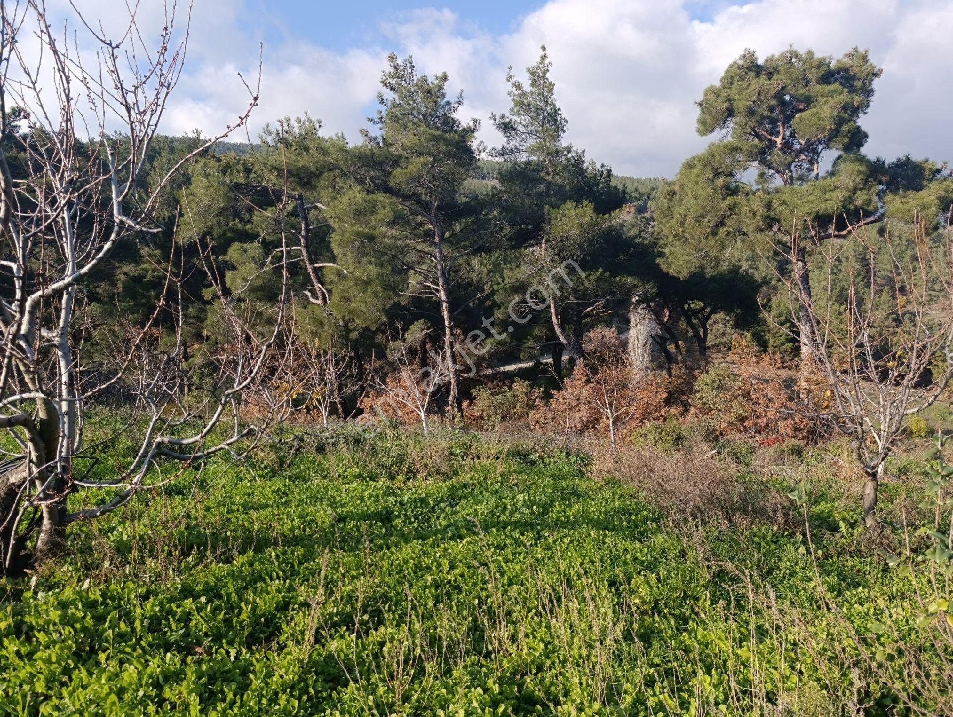 İzmir Bayındır Dernekli Yaylada 6.441 M2 Kiraz Bahçesi. Açıklamayı Okuyunuz Lütfen. - Görsel 29