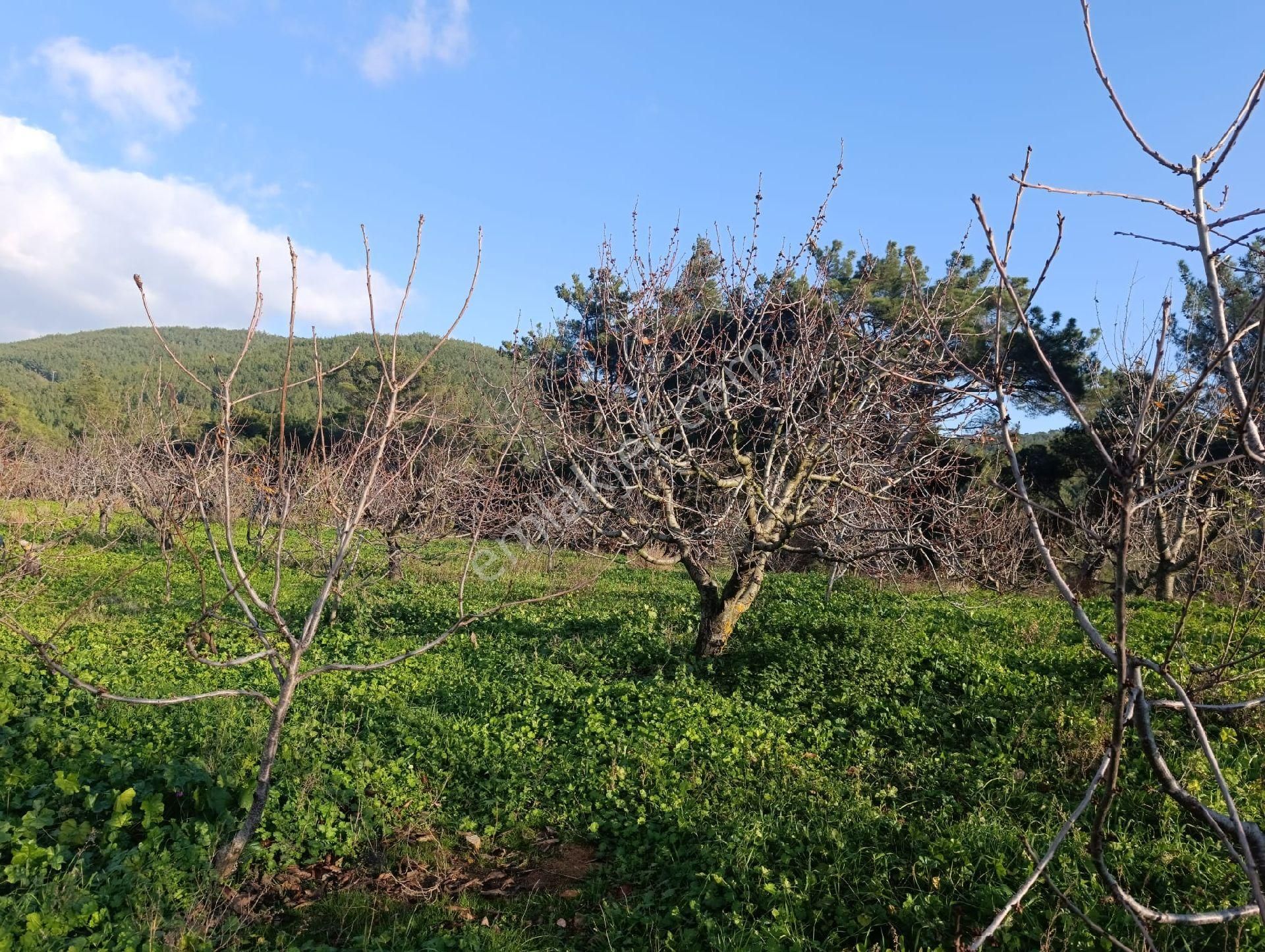 İzmir Bayındır Dernekli Yaylada 6.441 M2 Kiraz Bahçesi. Açıklamayı Okuyunuz Lütfen. - Görsel 11