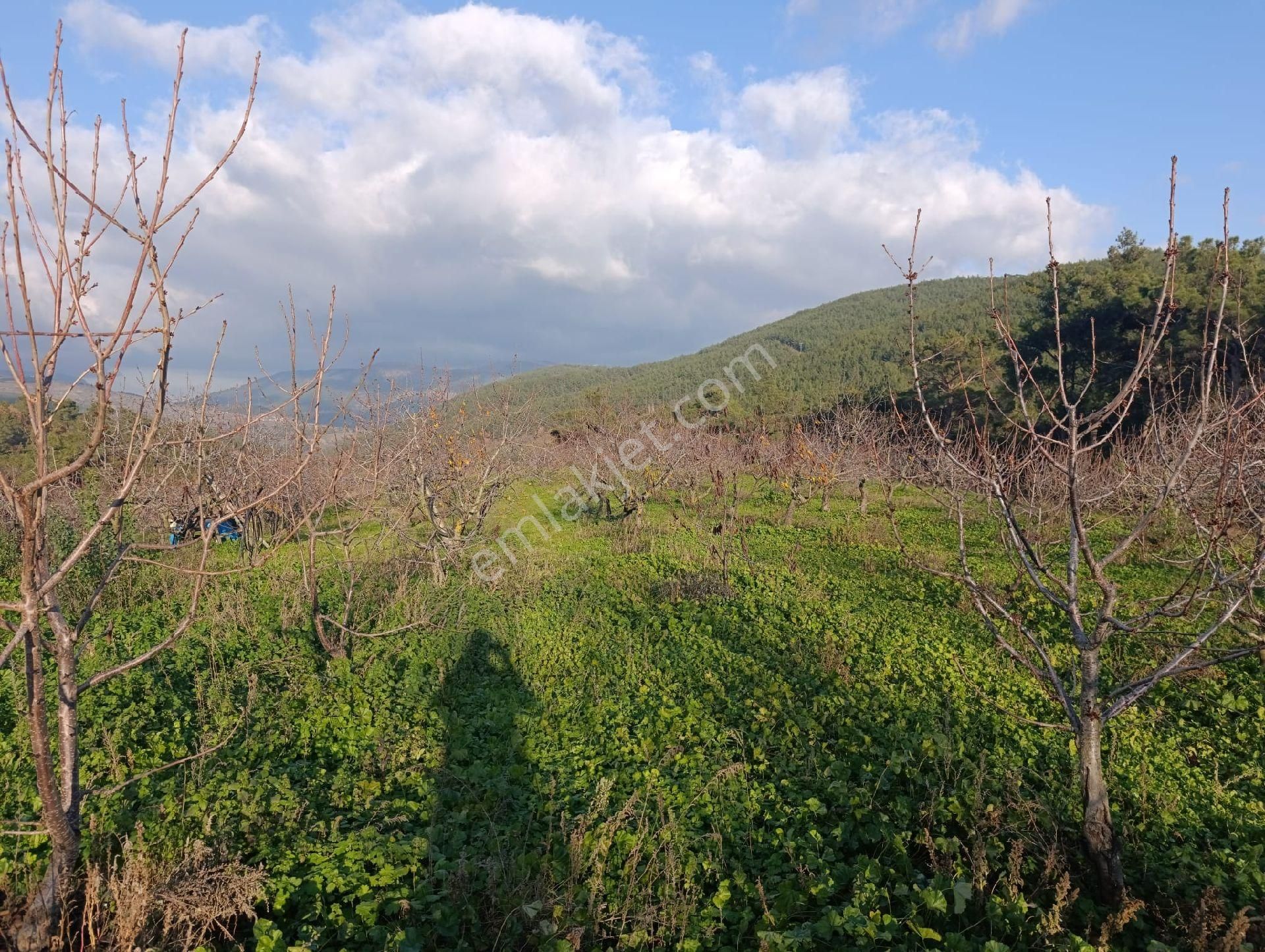 İzmir Bayındır Dernekli Yaylada 6.441 M2 Kiraz Bahçesi. Açıklamayı Okuyunuz Lütfen. - Görsel 16