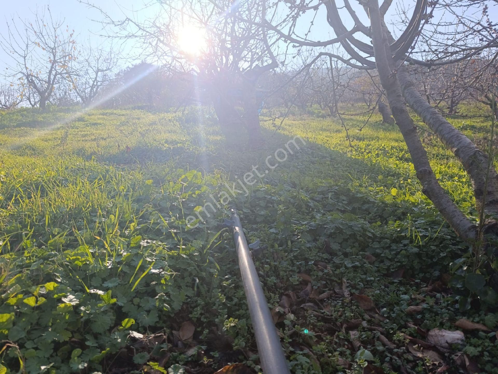 İzmir Bayındır Dernekli Yaylada 6.441 M2 Kiraz Bahçesi. Açıklamayı Okuyunuz Lütfen. - Görsel 9