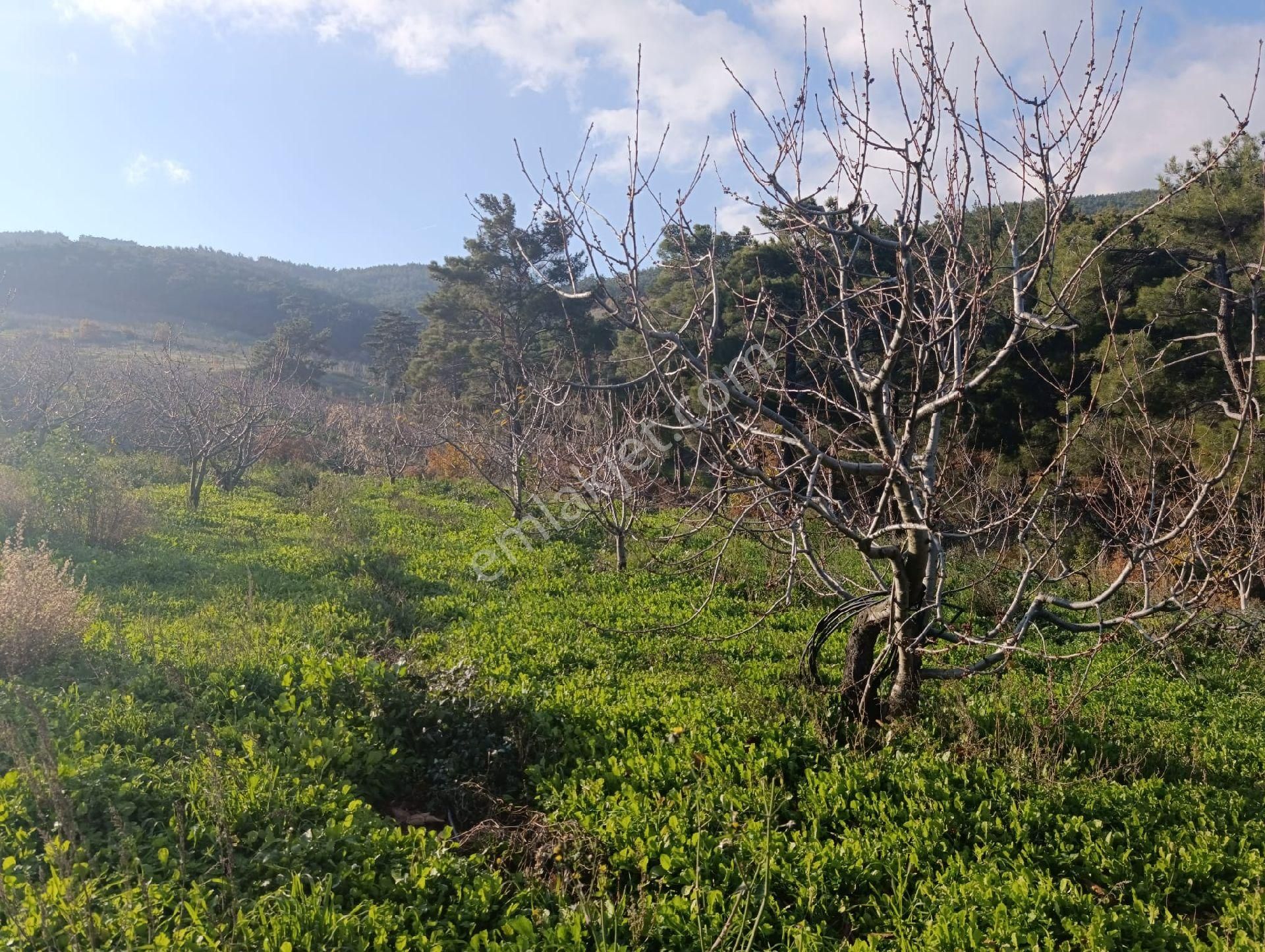 İzmir Bayındır Dernekli Yaylada 6.441 M2 Kiraz Bahçesi. Açıklamayı Okuyunuz Lütfen. - Görsel 28