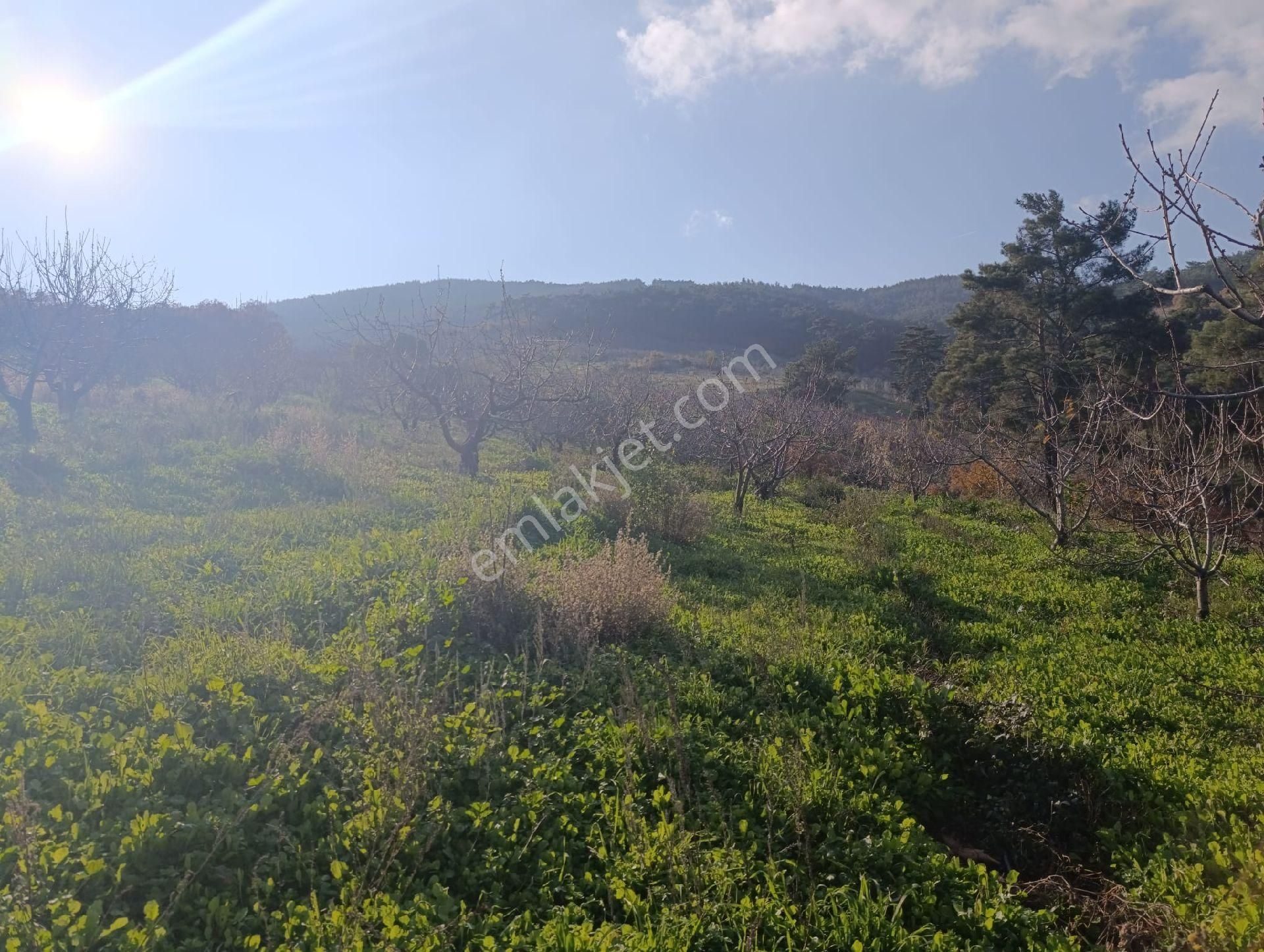 İzmir Bayındır Dernekli Yaylada 6.441 M2 Kiraz Bahçesi. Açıklamayı Okuyunuz Lütfen. - Görsel 27