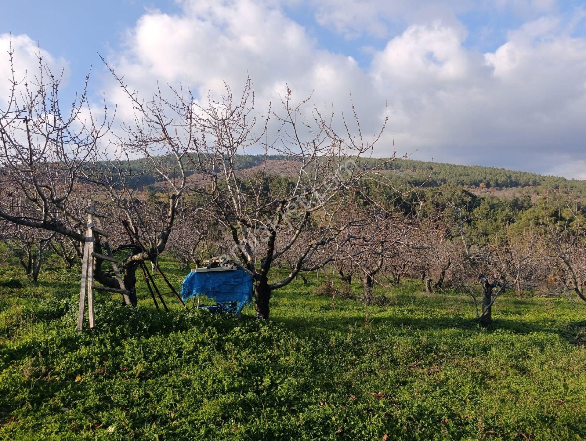 İzmir Bayındır Dernekli Yaylada 6.441 M2 Kiraz Bahçesi. Açıklamayı Okuyunuz Lütfen. - Görsel 12