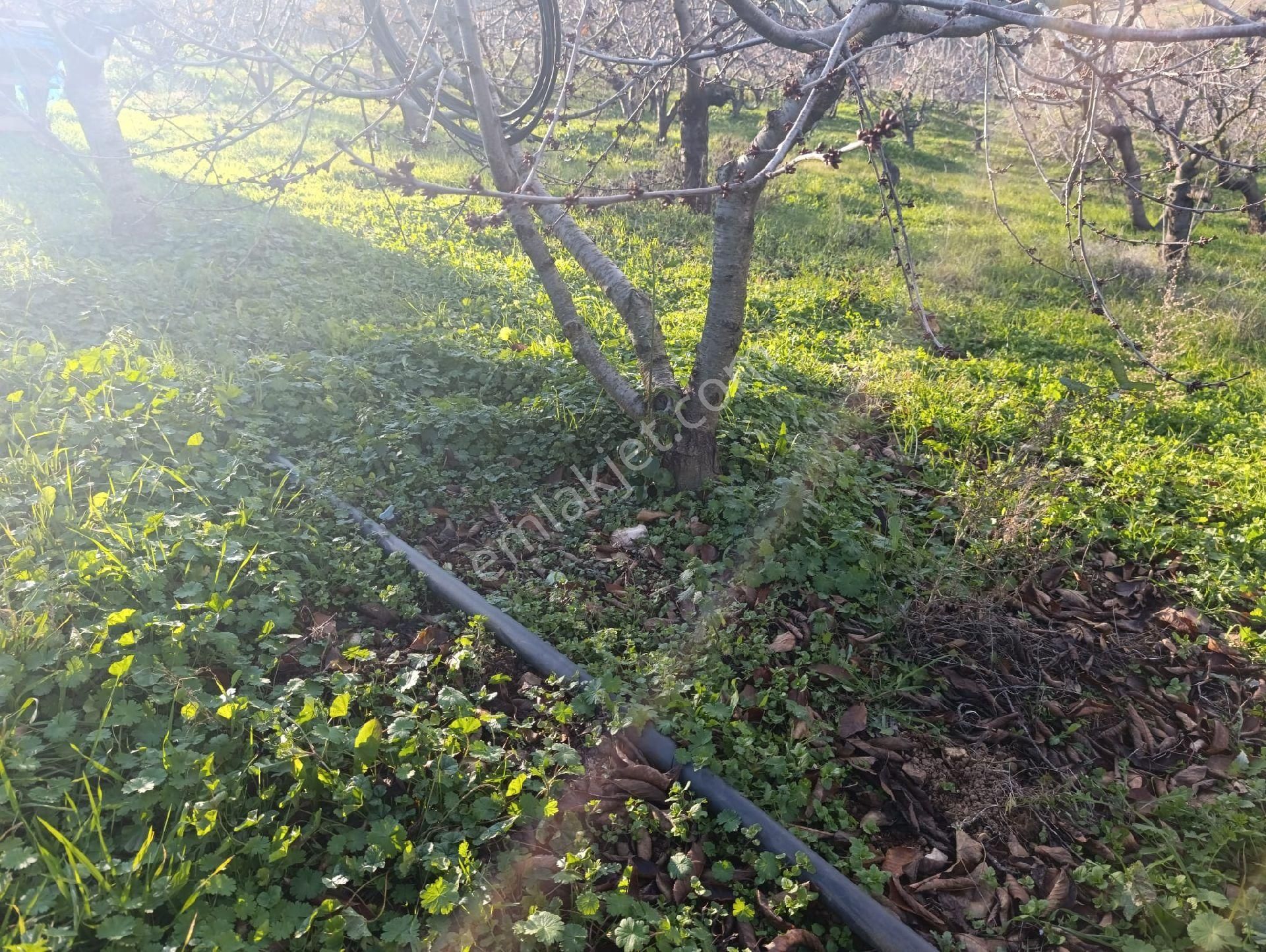 İzmir Bayındır Dernekli Yaylada 6.441 M2 Kiraz Bahçesi. Açıklamayı Okuyunuz Lütfen. - Görsel 10