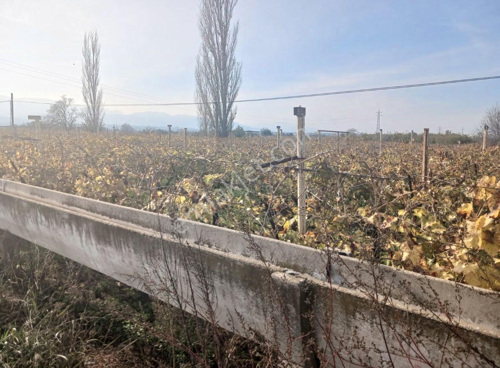 Manisa Ahmetli Tatarocağı Mahalesi 5400m² Bağ Satılık - Görsel 13