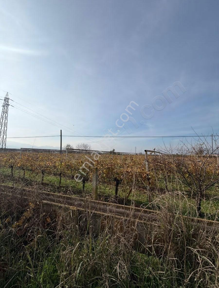 Manisa Ahmetli Tatarocağı Mahalesi 5400m² Bağ Satılık - Görsel 8