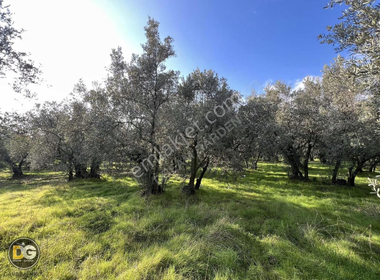 Bursa Tirilye Mahallesinde Satılık Hobi Bahçesi - Görsel 8
