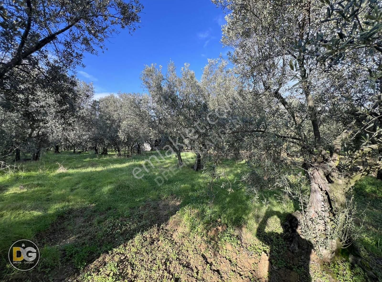 Bursa Tirilye Mahallesinde Satılık Hobi Bahçesi - Görsel 2