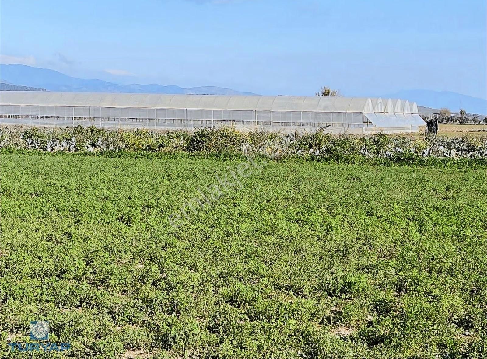 Torbalı Şehitler Mah 9250m2 Satılık Tarla - Görsel 4