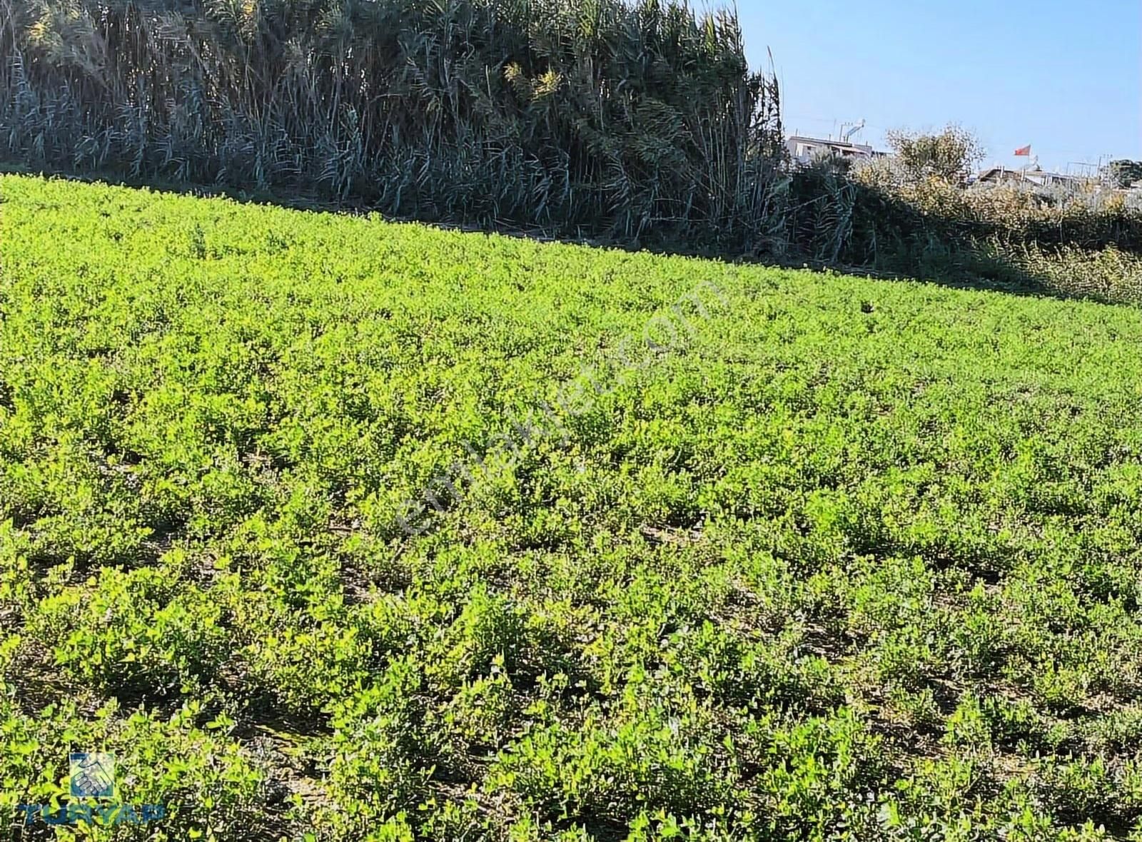 Torbalı Şehitler Mah 9250m2 Satılık Tarla - Görsel 5