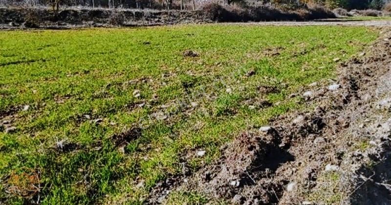 Muğla Menteşe Gevenes Mevkide 1.726 M2 Satılık Tarla