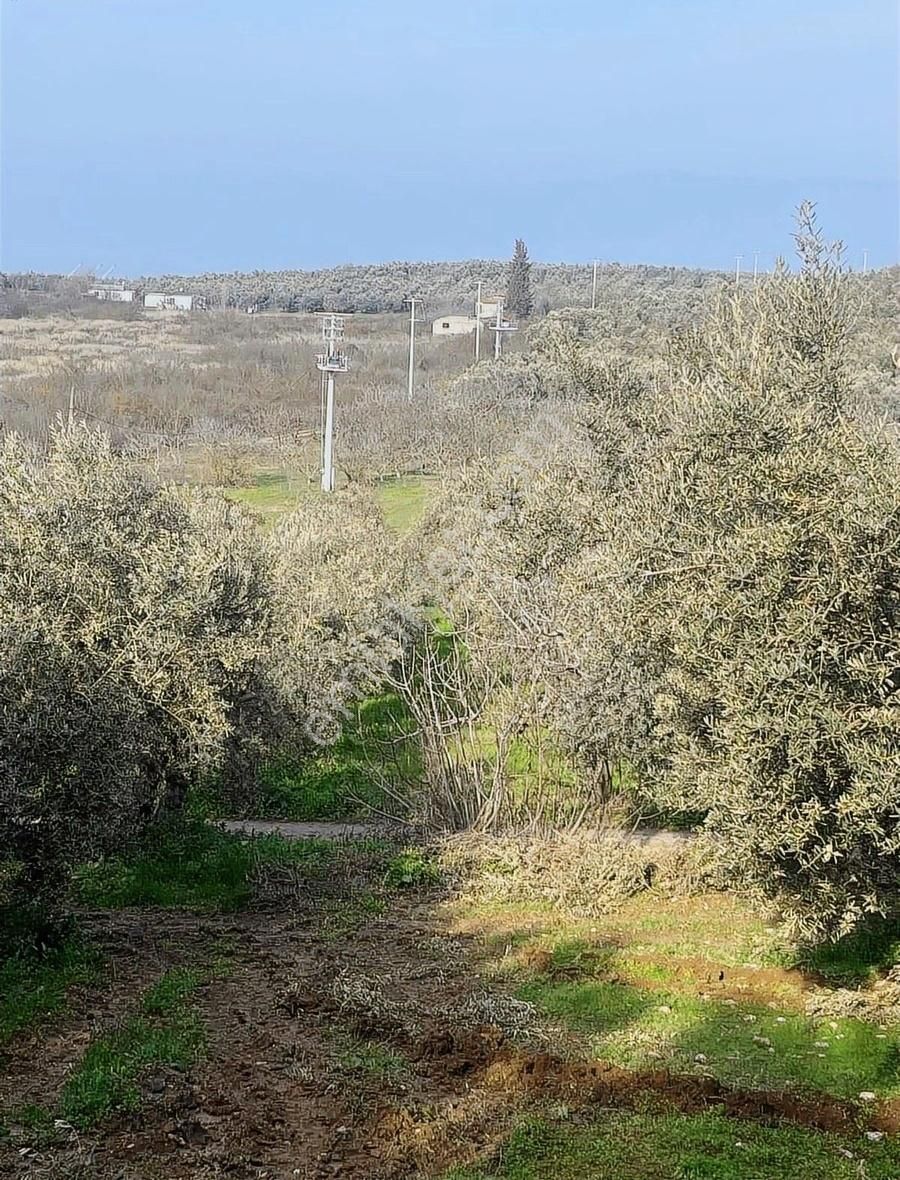Denizden Umurbeyde Yola Cephe Yatırımlık Arsa - Görsel 16