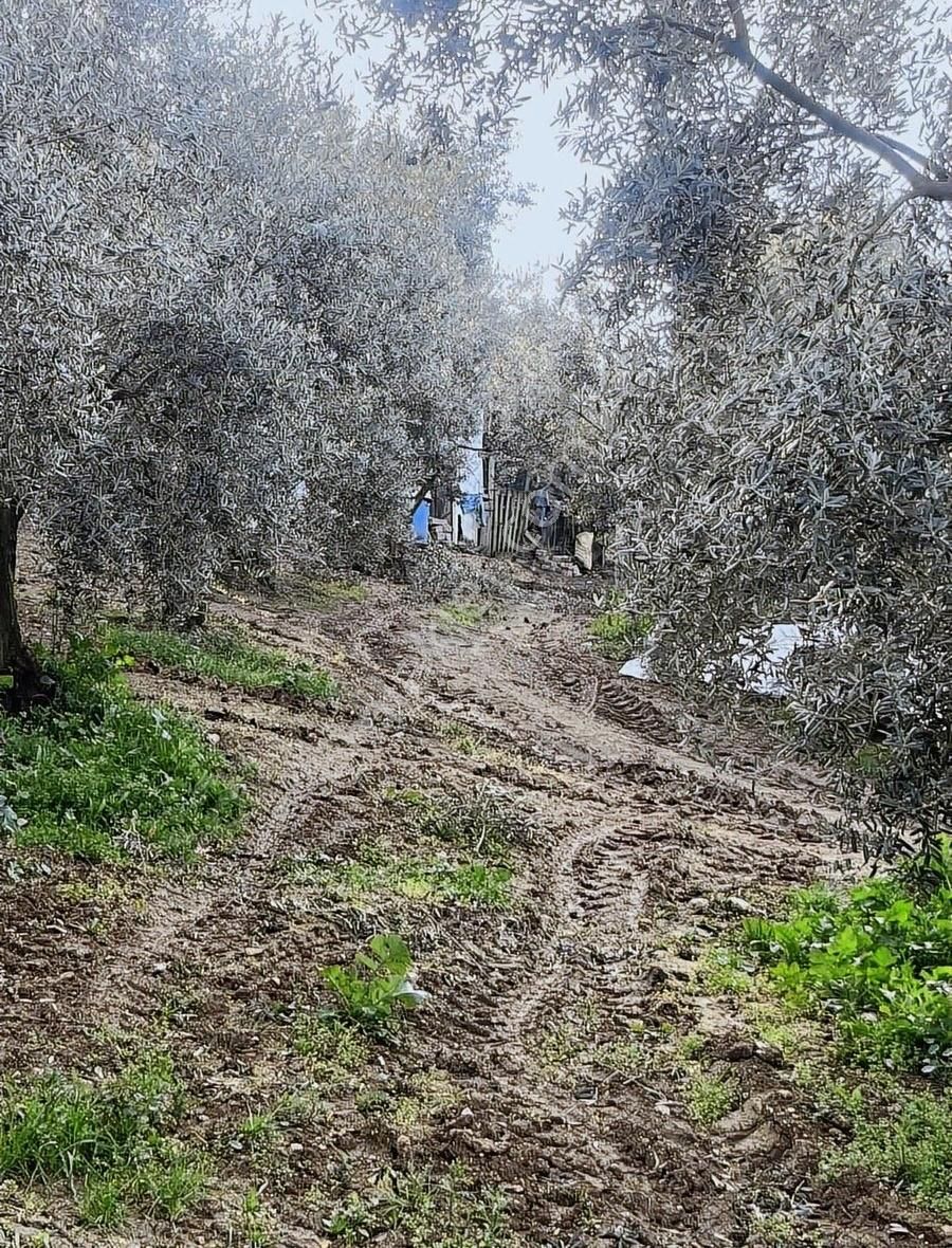 Denizden Umurbeyde Yola Cephe Yatırımlık Arsa - Görsel 4
