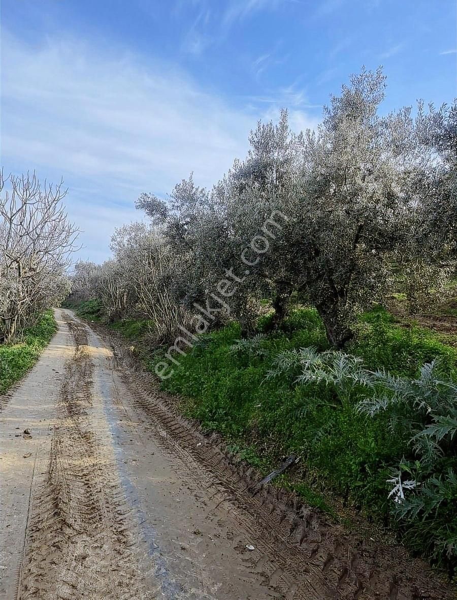 Denizden Umurbeyde Yola Cephe Yatırımlık Arsa - Görsel 15