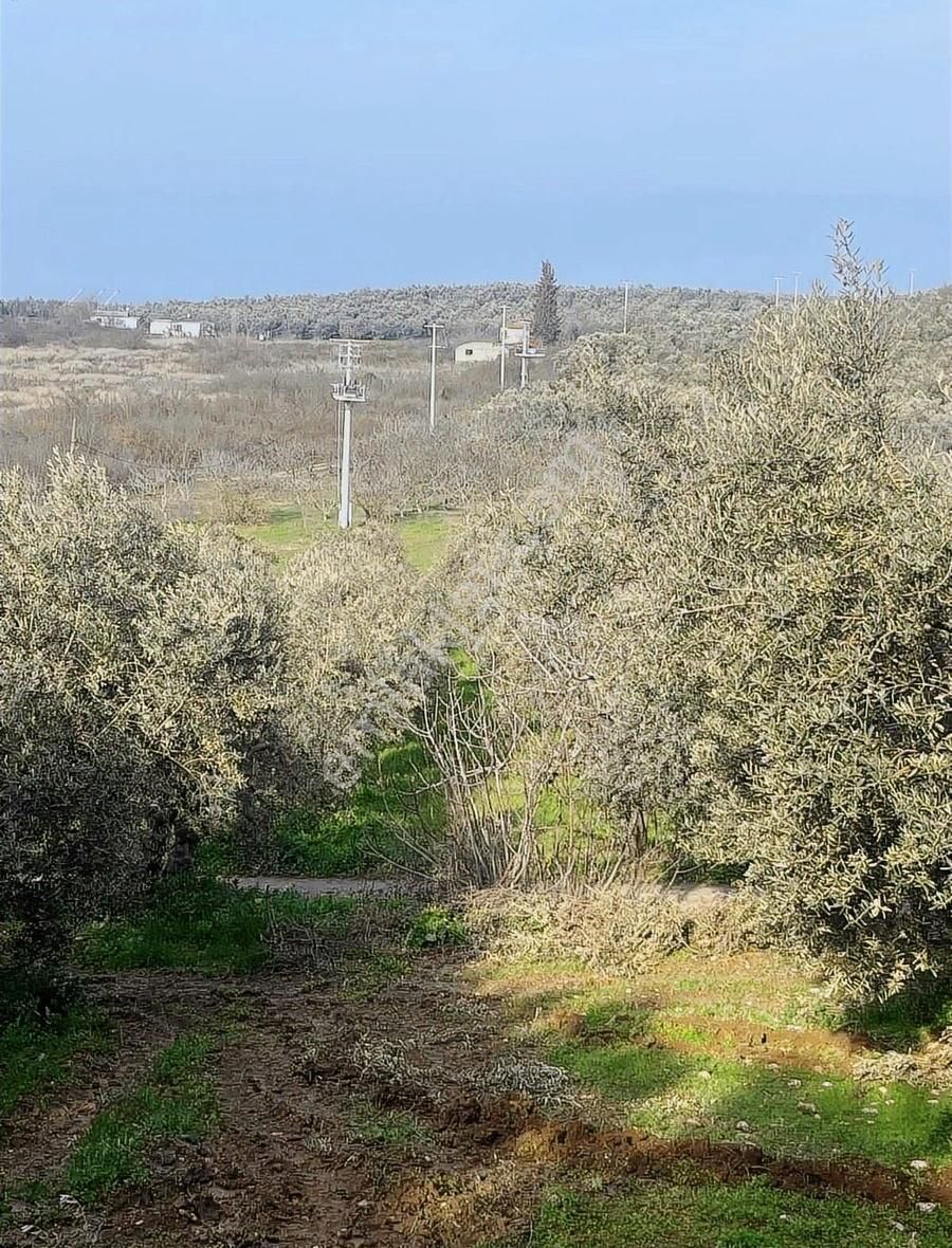 Denizden Umurbeyde Yola Cephe Yatırımlık Arsa - Görsel 8