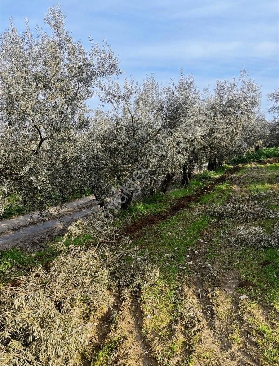 Denizden Umurbeyde Yola Cephe Yatırımlık Arsa - Görsel 20