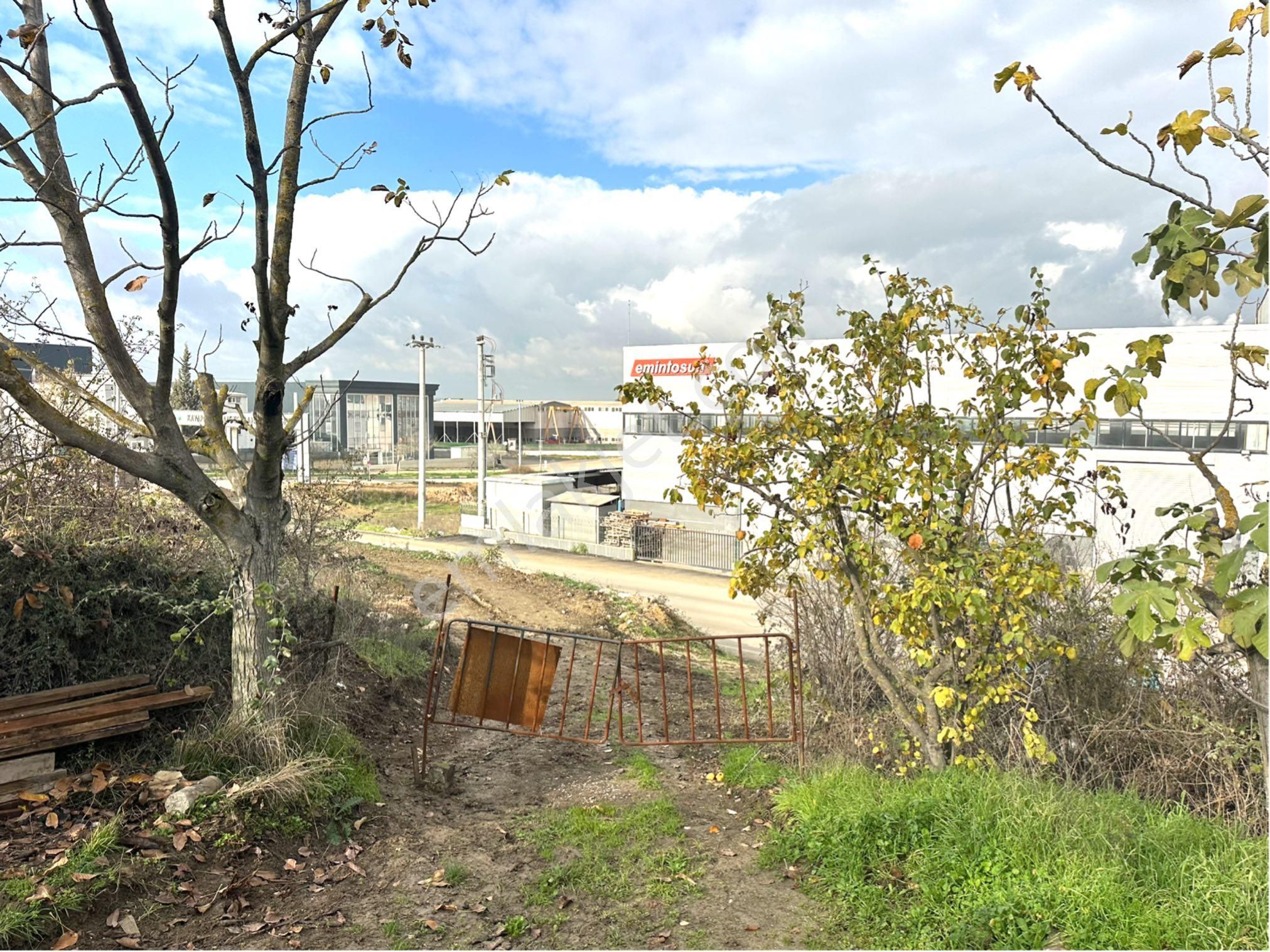 Tırpan Gayrimenkulden Kayapa Organize Sanayi Ve Asfalta Cepheli 2600m2 Zeytinlik - Görsel 16