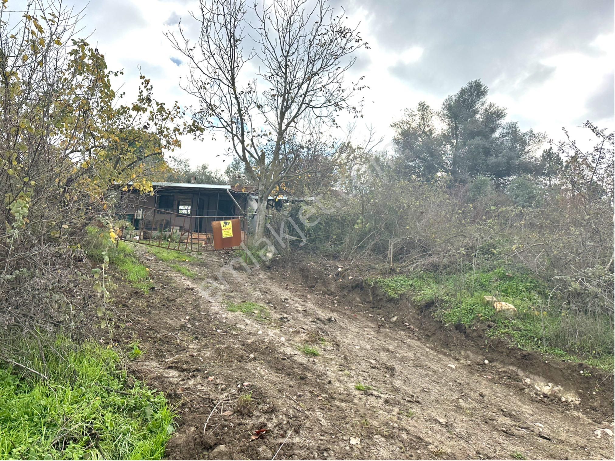 Tırpan Gayrimenkulden Kayapa Organize Sanayi Ve Asfalta Cepheli 2600m2 Zeytinlik - Görsel 12