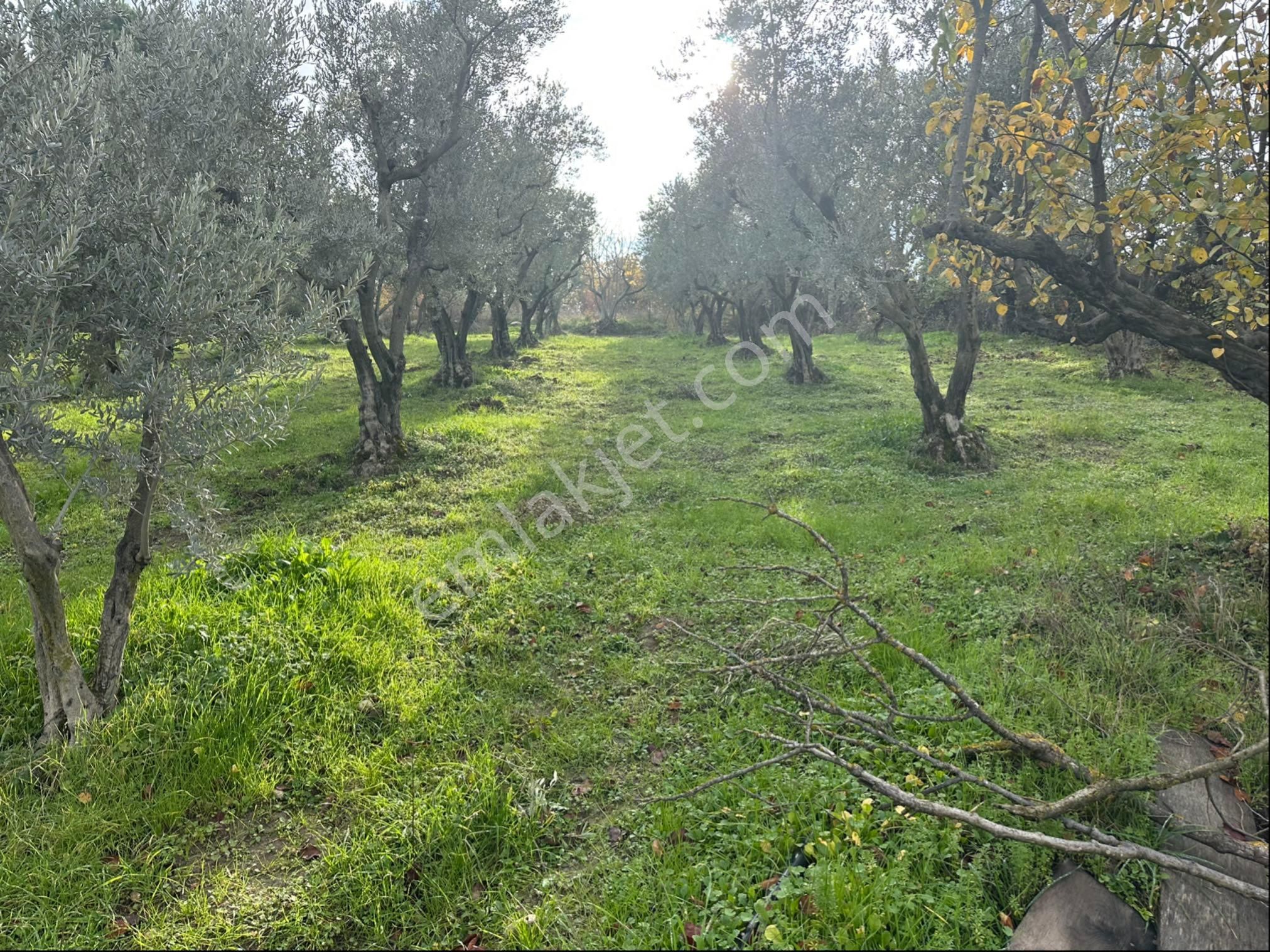 Tırpan Gayrimenkulden Kayapa Organize Sanayi Ve Asfalta Cepheli 2600m2 Zeytinlik - Görsel 18