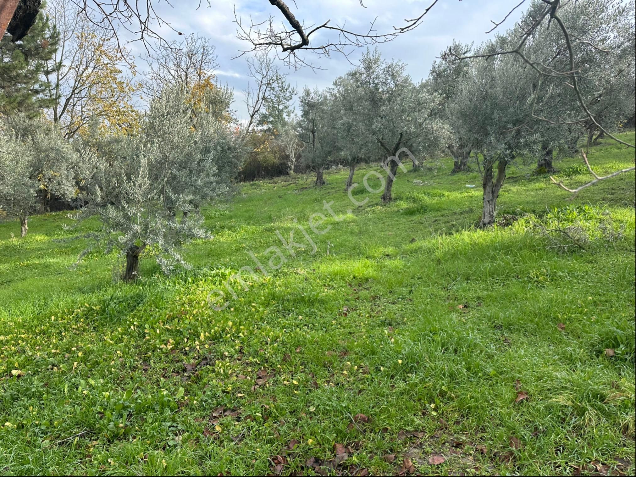 Tırpan Gayrimenkulden Kayapa Organize Sanayi Ve Asfalta Cepheli 2600m2 Zeytinlik - Görsel 19