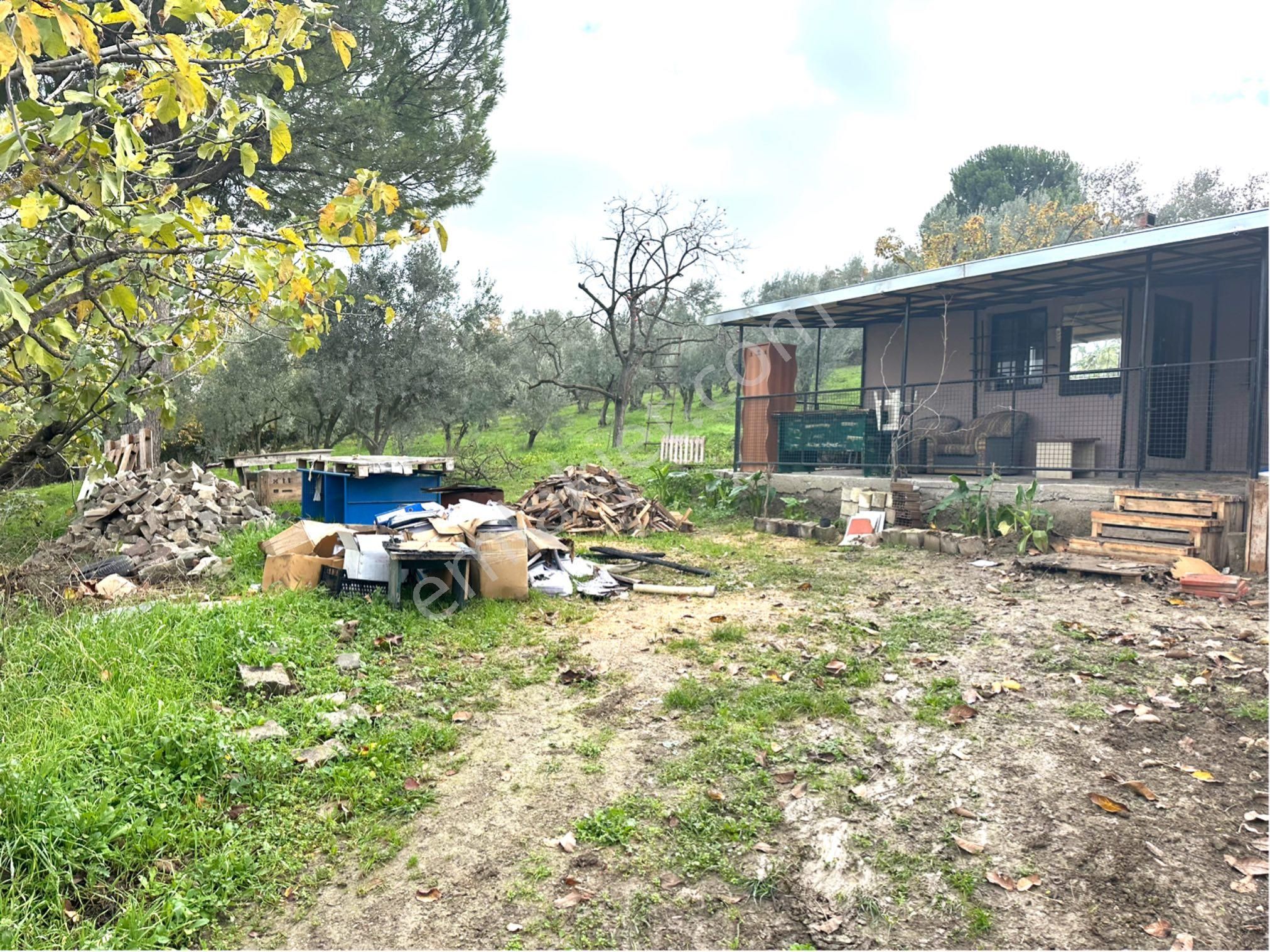 Tırpan Gayrimenkulden Kayapa Organize Sanayi Ve Asfalta Cepheli 2600m2 Zeytinlik - Görsel 21