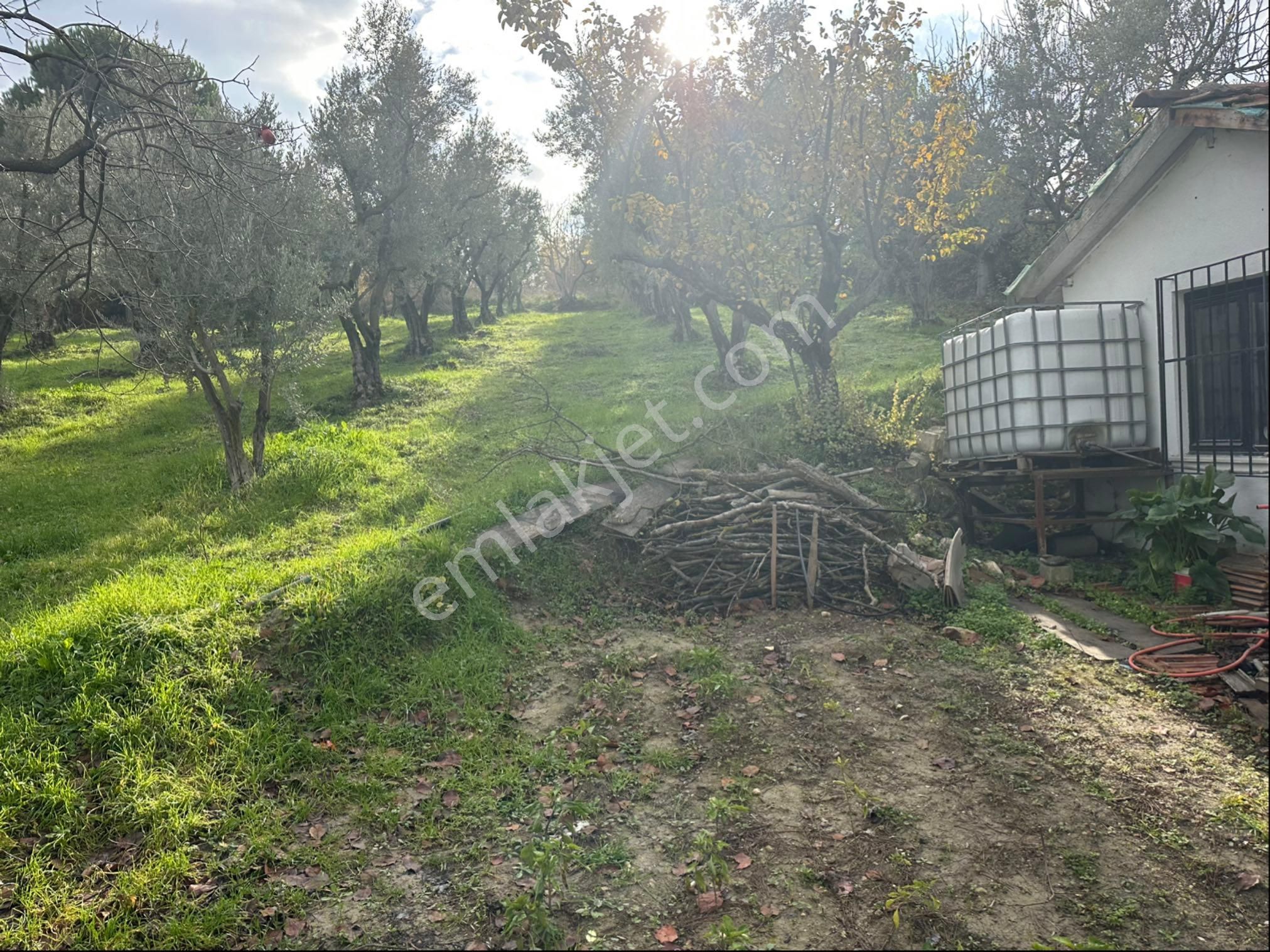 Tırpan Gayrimenkulden Kayapa Organize Sanayi Ve Asfalta Cepheli 2600m2 Zeytinlik - Görsel 15