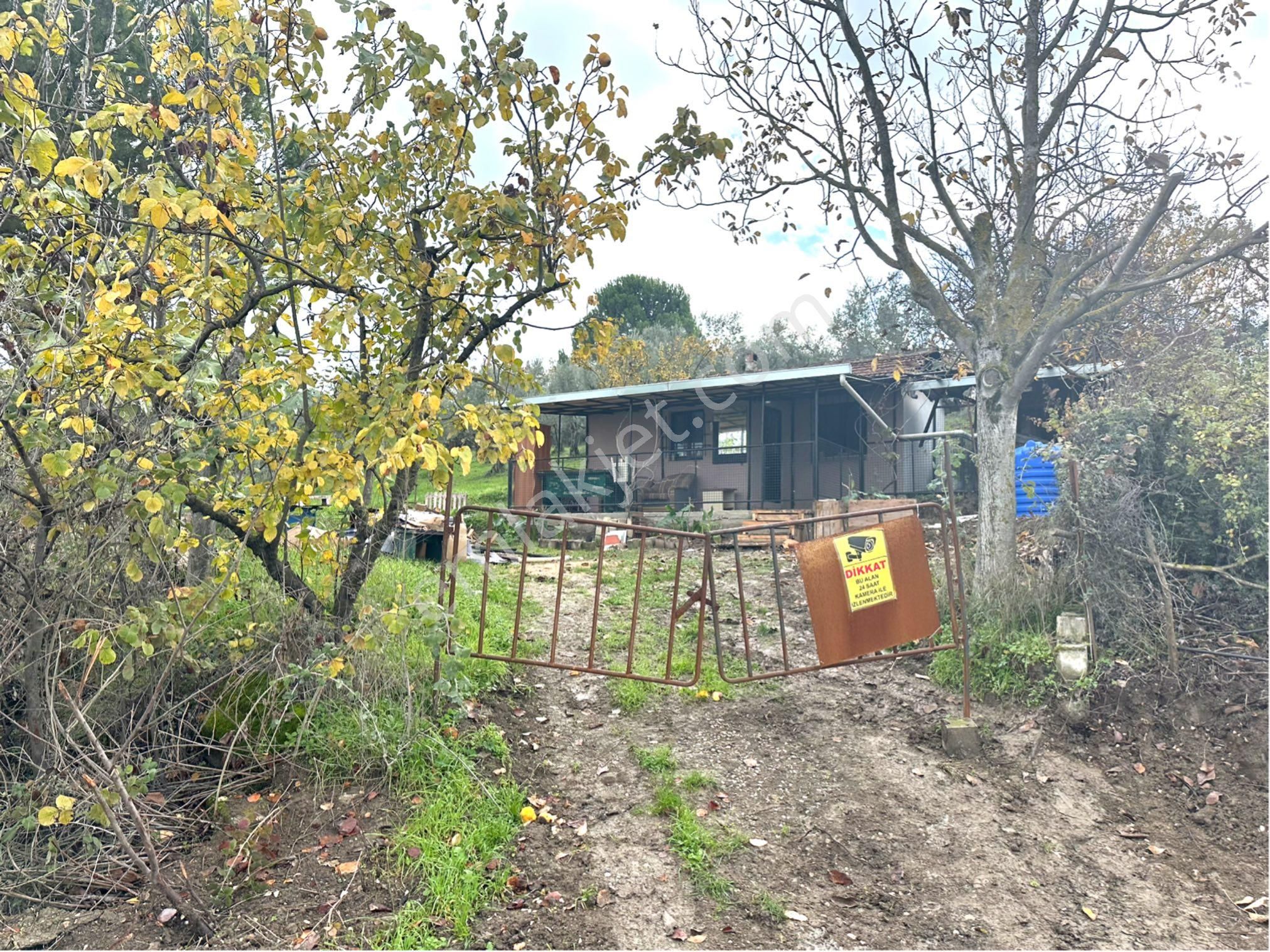 Tırpan Gayrimenkulden Kayapa Organize Sanayi Ve Asfalta Cepheli 2600m2 Zeytinlik - Görsel 13