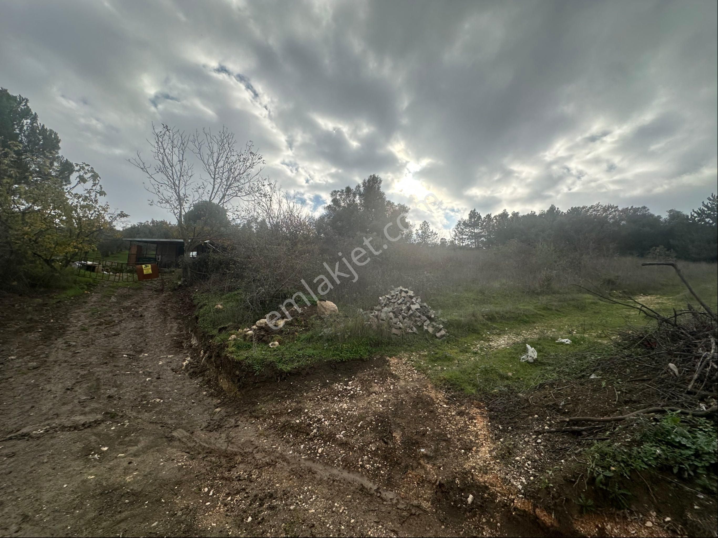 Tırpan Gayrimenkulden Kayapa Organize Sanayi Ve Asfalta Cepheli 2600m2 Zeytinlik - Görsel 9