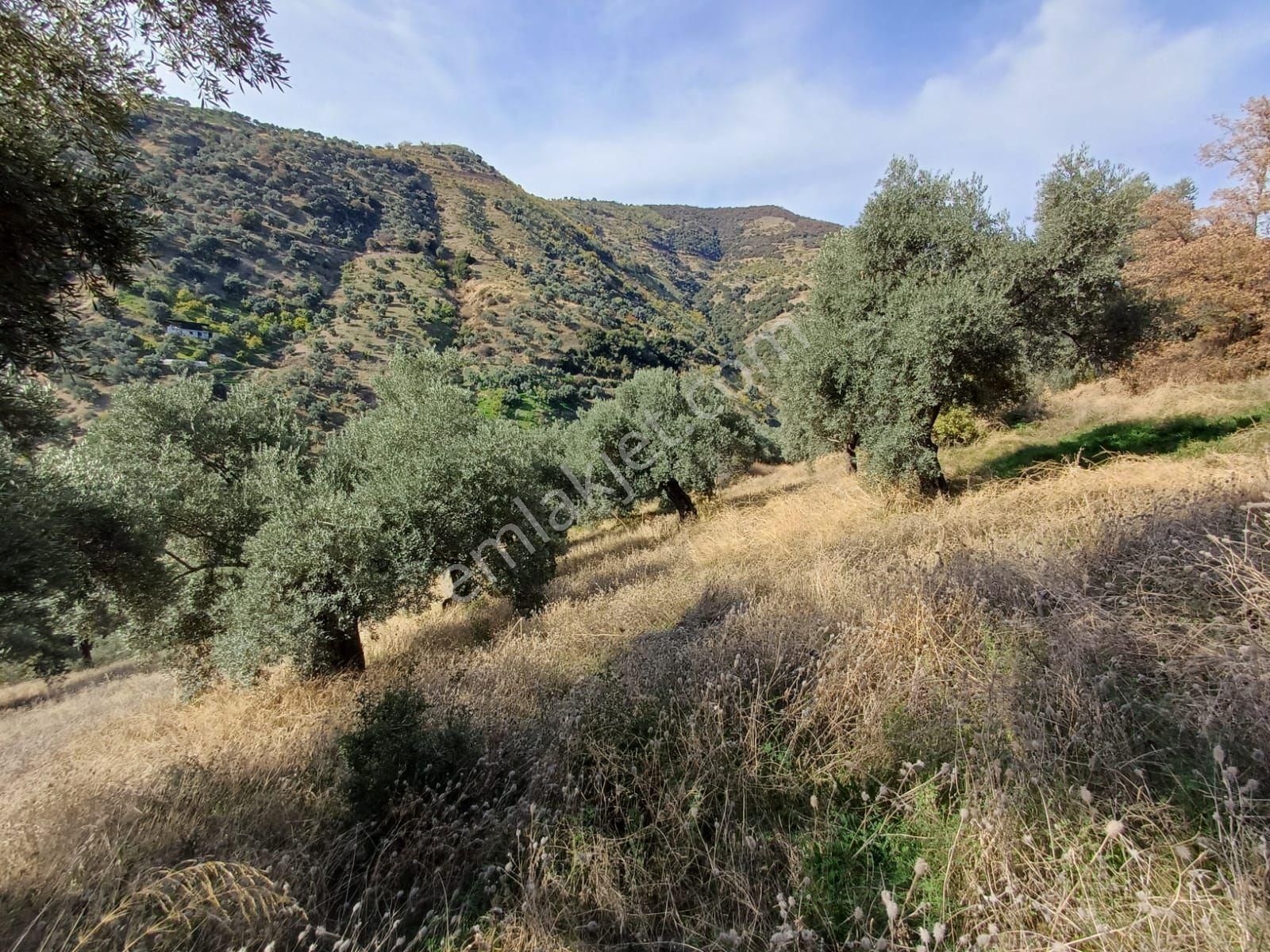 Nazıllı Yaylapınar Da Satılık Zeytınlık