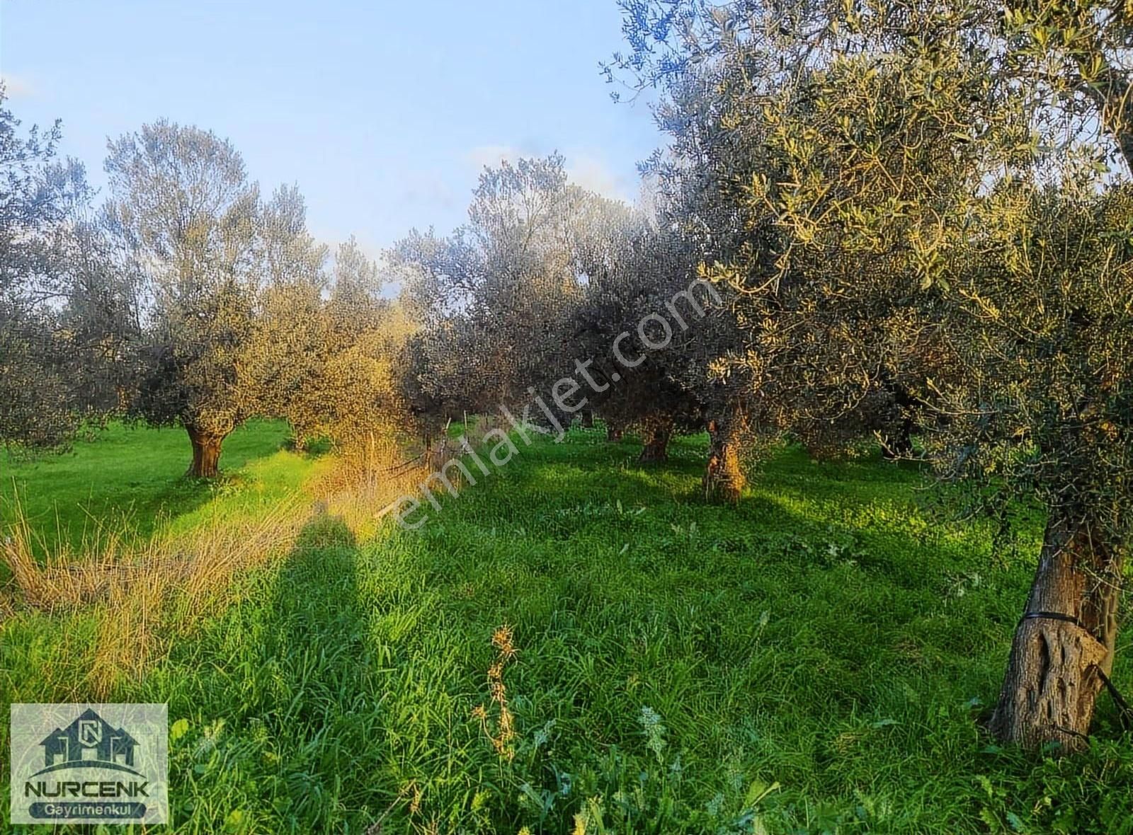 Balıkesir Burhaniye Kızıklıda Köye Yakın Zeytinlik - Görsel 9