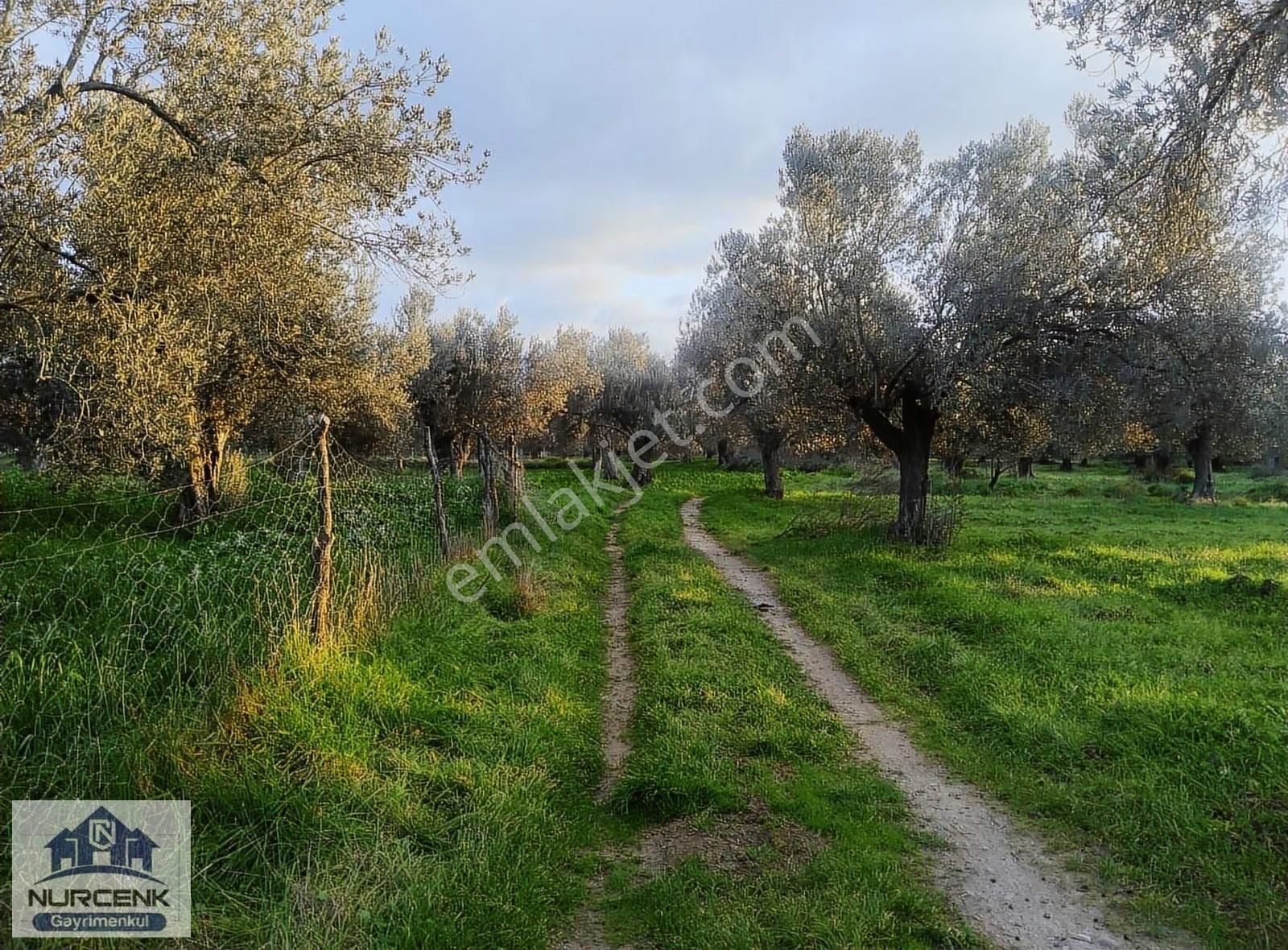 Balıkesir Burhaniye Kızıklıda Köye Yakın Zeytinlik - Görsel 7