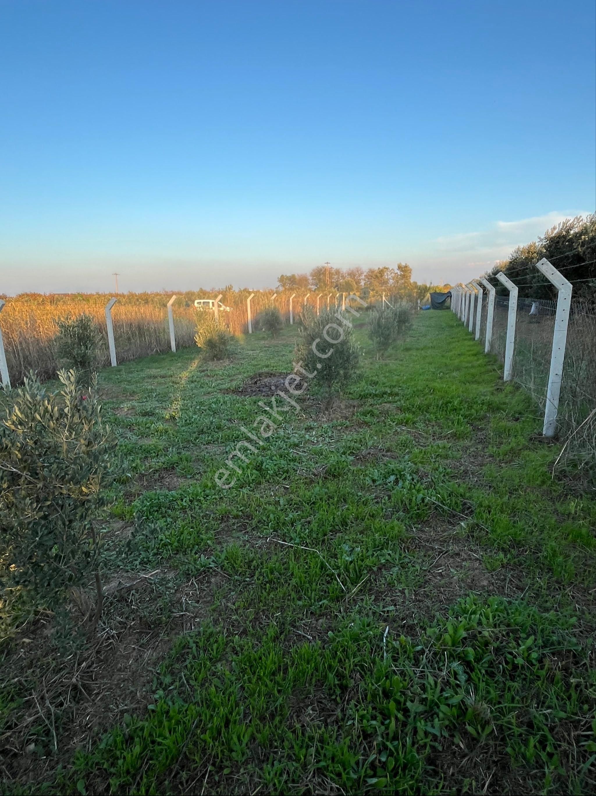 Kemalpaşa'da Hazır 435 M² Müstakil Zeytinlik | Tapulu Ve Çitli - Görsel 10