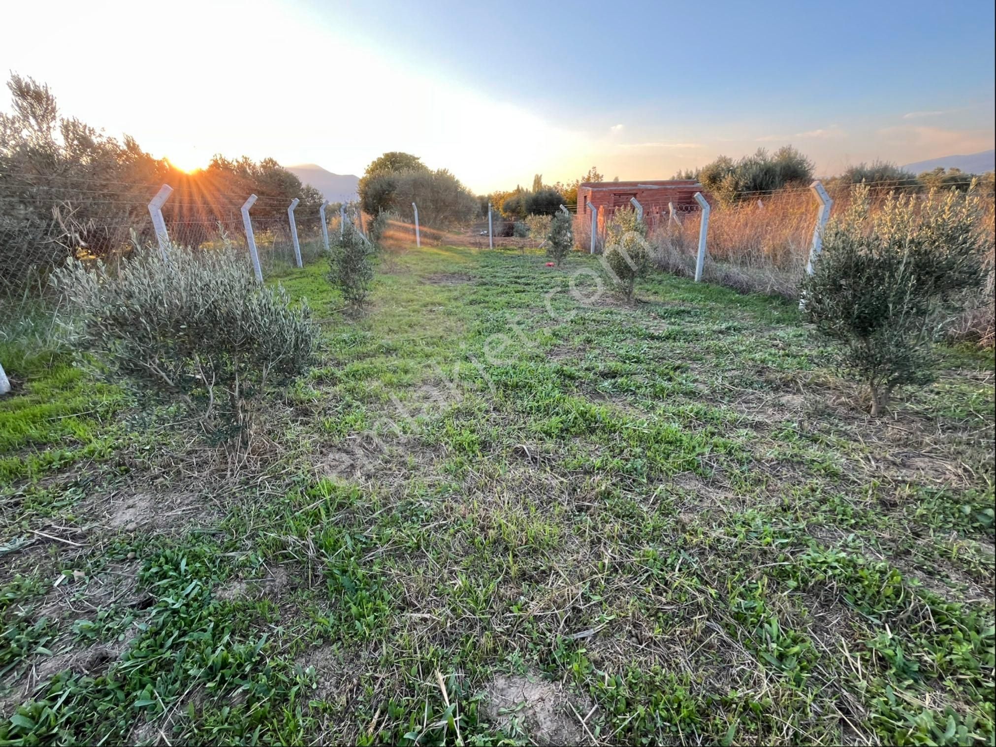 Kemalpaşa'da Hazır 435 M² Müstakil Zeytinlik | Tapulu Ve Çitli - Görsel 12