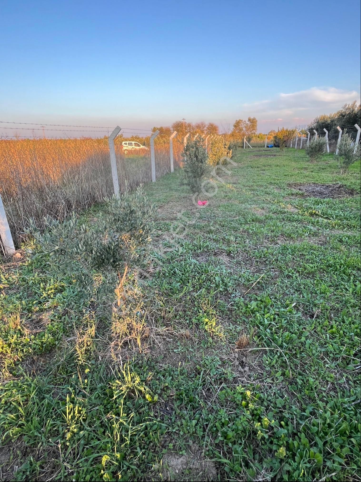 Kemalpaşa'da Hazır 435 M² Müstakil Zeytinlik | Tapulu Ve Çitli - Görsel 8