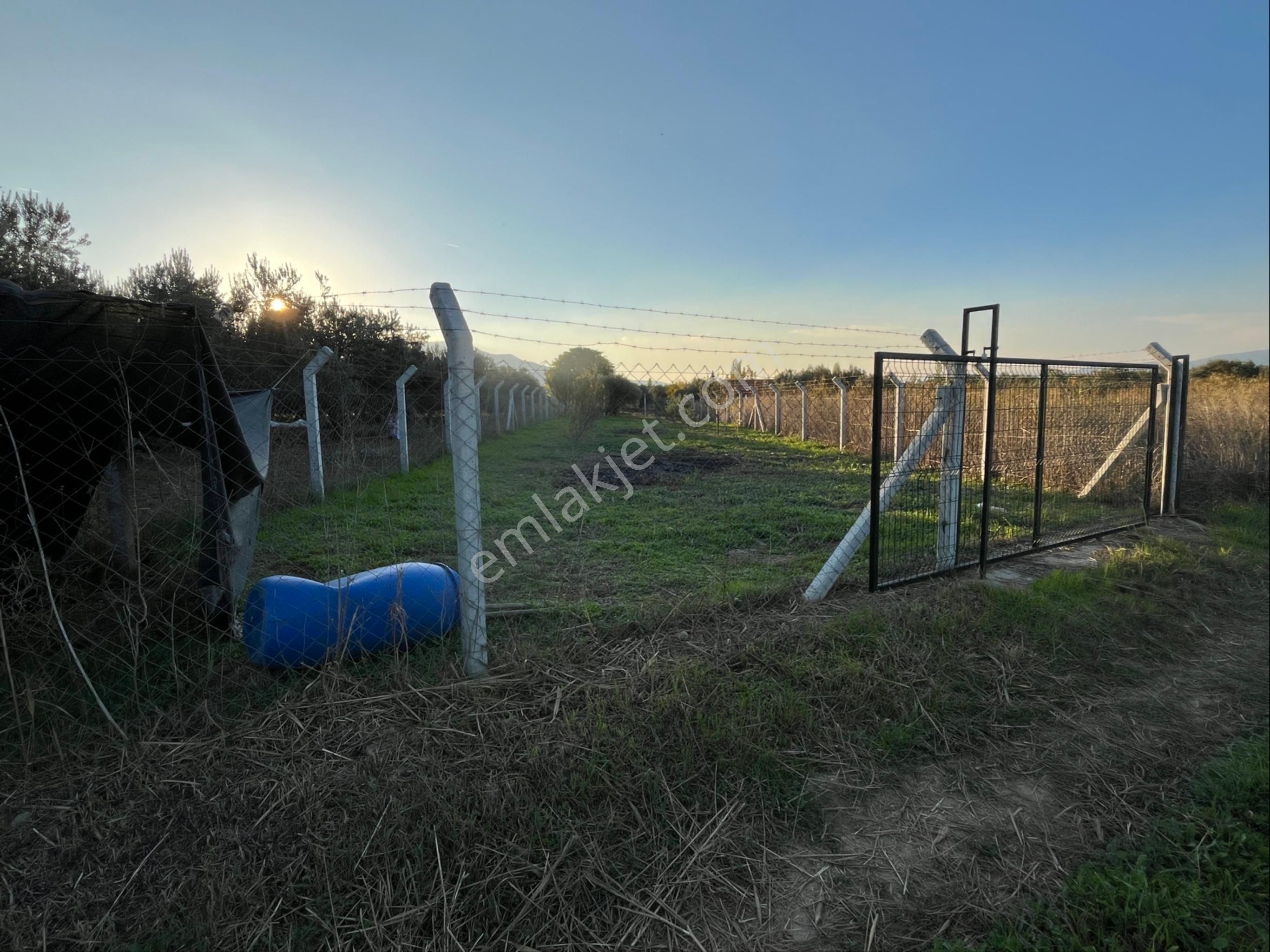 Kemalpaşa'da Hazır 435 M² Müstakil Zeytinlik | Tapulu Ve Çitli