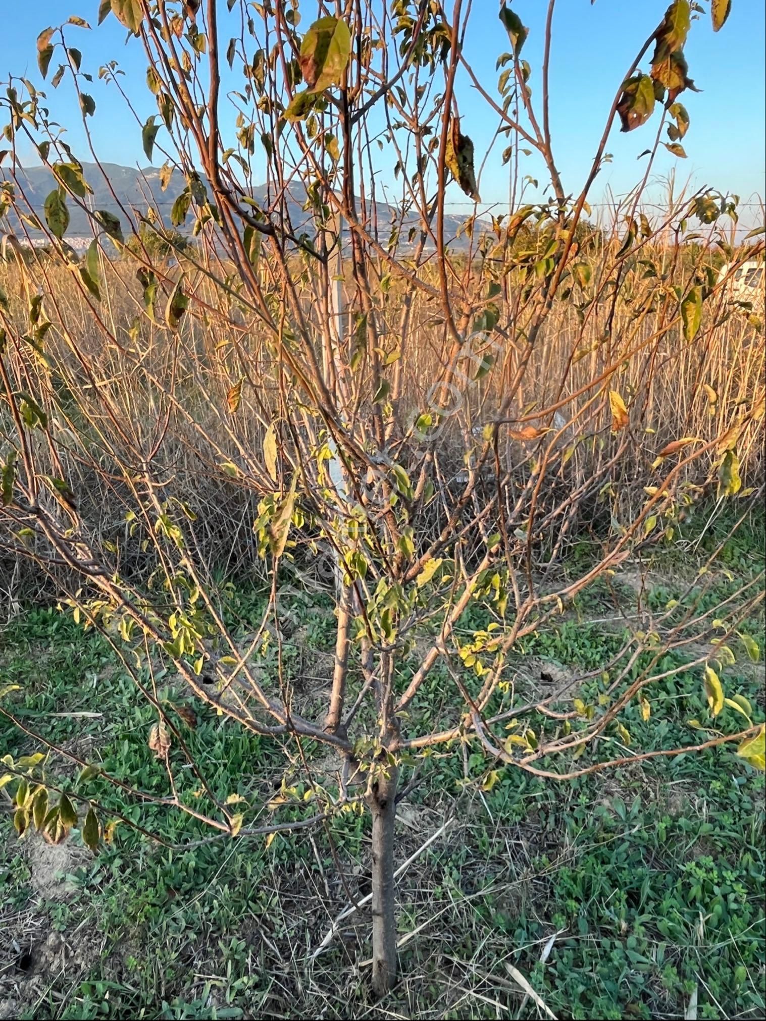 Kemalpaşa'da Hazır 435 M² Müstakil Zeytinlik | Tapulu Ve Çitli - Görsel 4