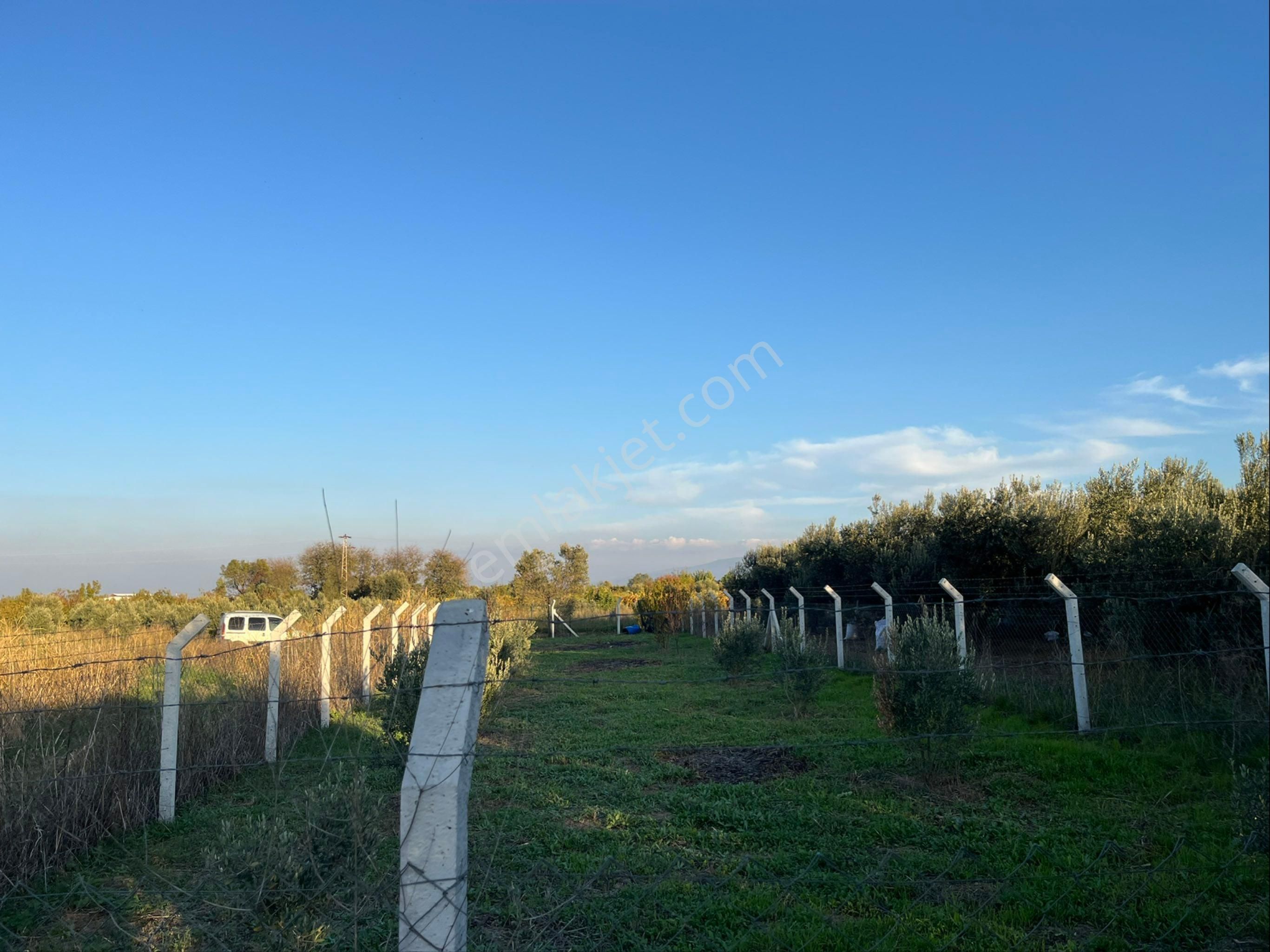 Kemalpaşa'da Hazır 435 M² Müstakil Zeytinlik | Tapulu Ve Çitli - Görsel 3