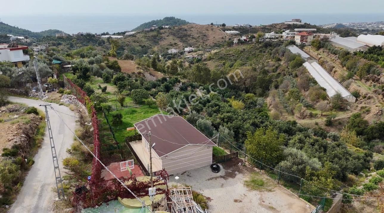 Alanya Elikesik'te Kurulu Düzen Avakado Bahçesi