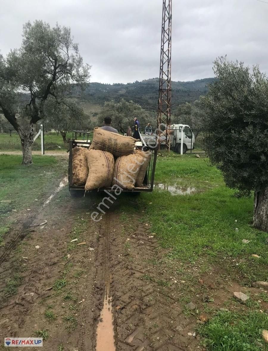 Bayındır Yakapınar'da Tarım Ve Hayvancılığa Uygun Zeytinli Tarla - Görsel 22