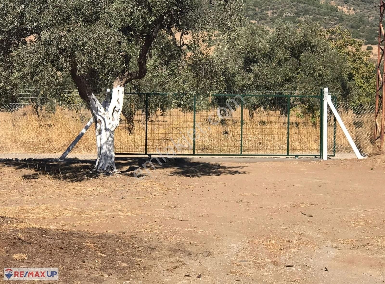 Bayındır Yakapınar'da Tarım Ve Hayvancılığa Uygun Zeytinli Tarla - Görsel 4