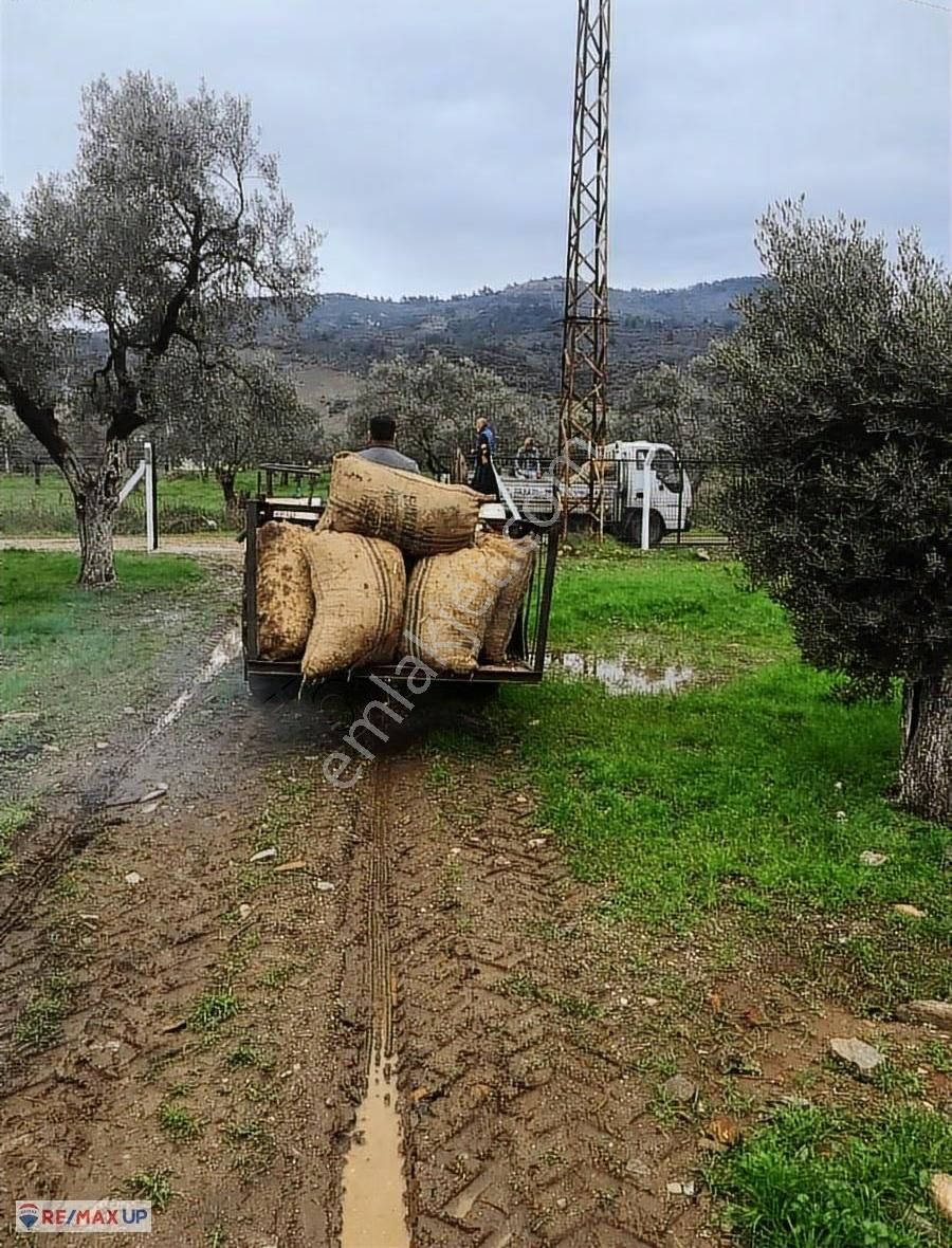 Bayındır Yakapınar'da Tarım Ve Hayvancılığa Uygun Zeytinli Tarla - Görsel 19