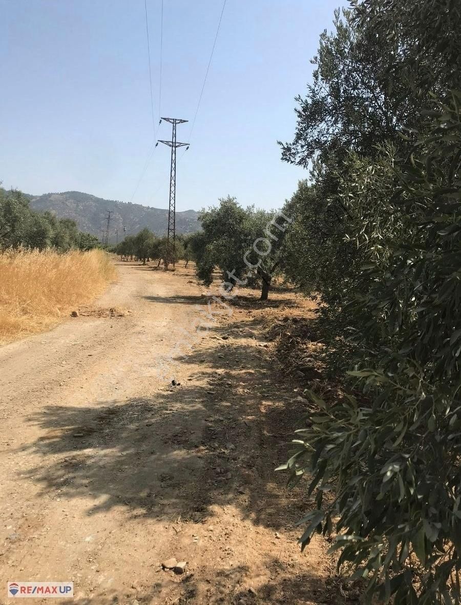 Bayındır Yakapınar'da Tarım Ve Hayvancılığa Uygun Zeytinli Tarla - Görsel 17