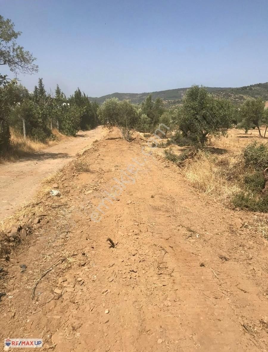 Bayındır Yakapınar'da Tarım Ve Hayvancılığa Uygun Zeytinli Tarla - Görsel 10