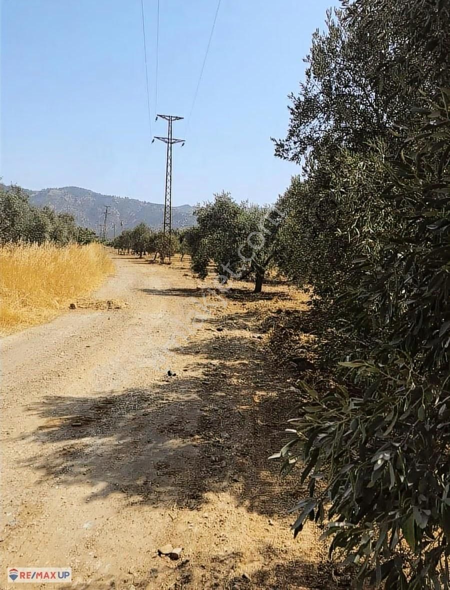 Bayındır Yakapınar'da Tarım Ve Hayvancılığa Uygun Zeytinli Tarla - Görsel 11