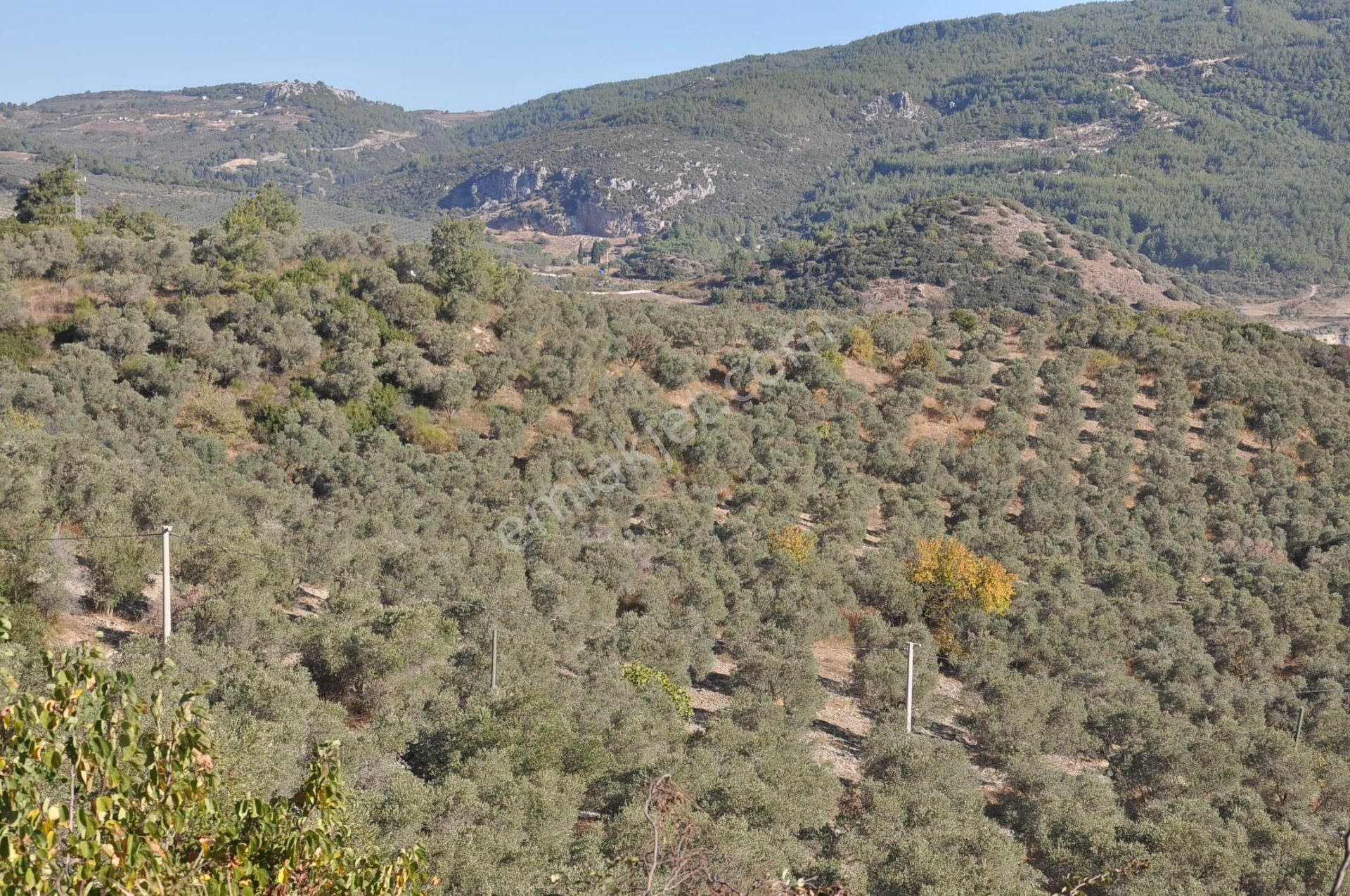 Kuşadası Golf Oteli Yanı Deniz Manzaralı 63 Dönüm Trzm+tic. Arsa - Görsel 18