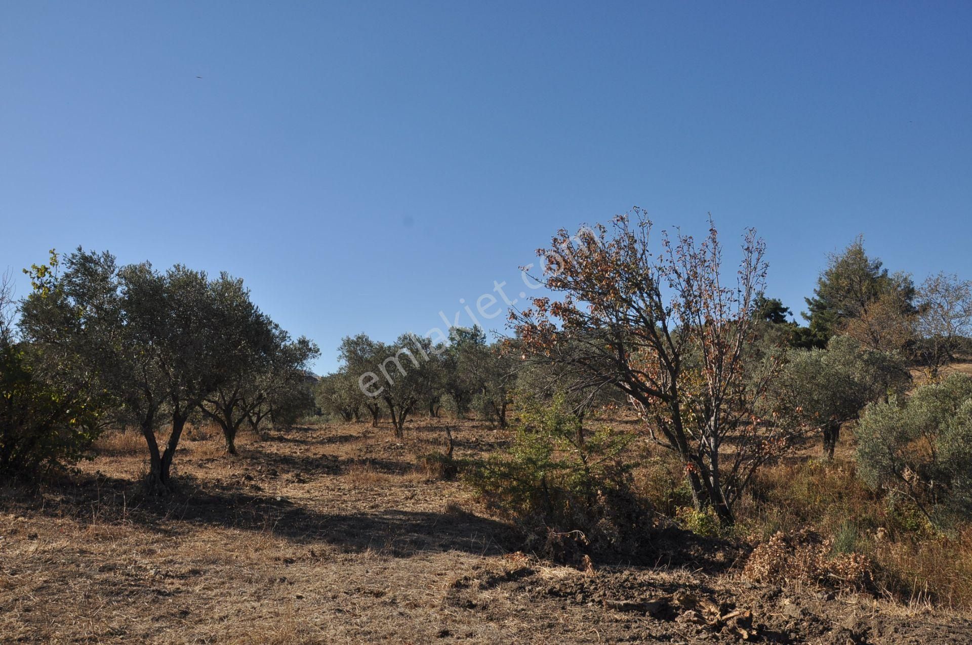 Kuşadası Golf Oteli Yanı Deniz Manzaralı 63 Dönüm Trzm+tic. Arsa - Görsel 34