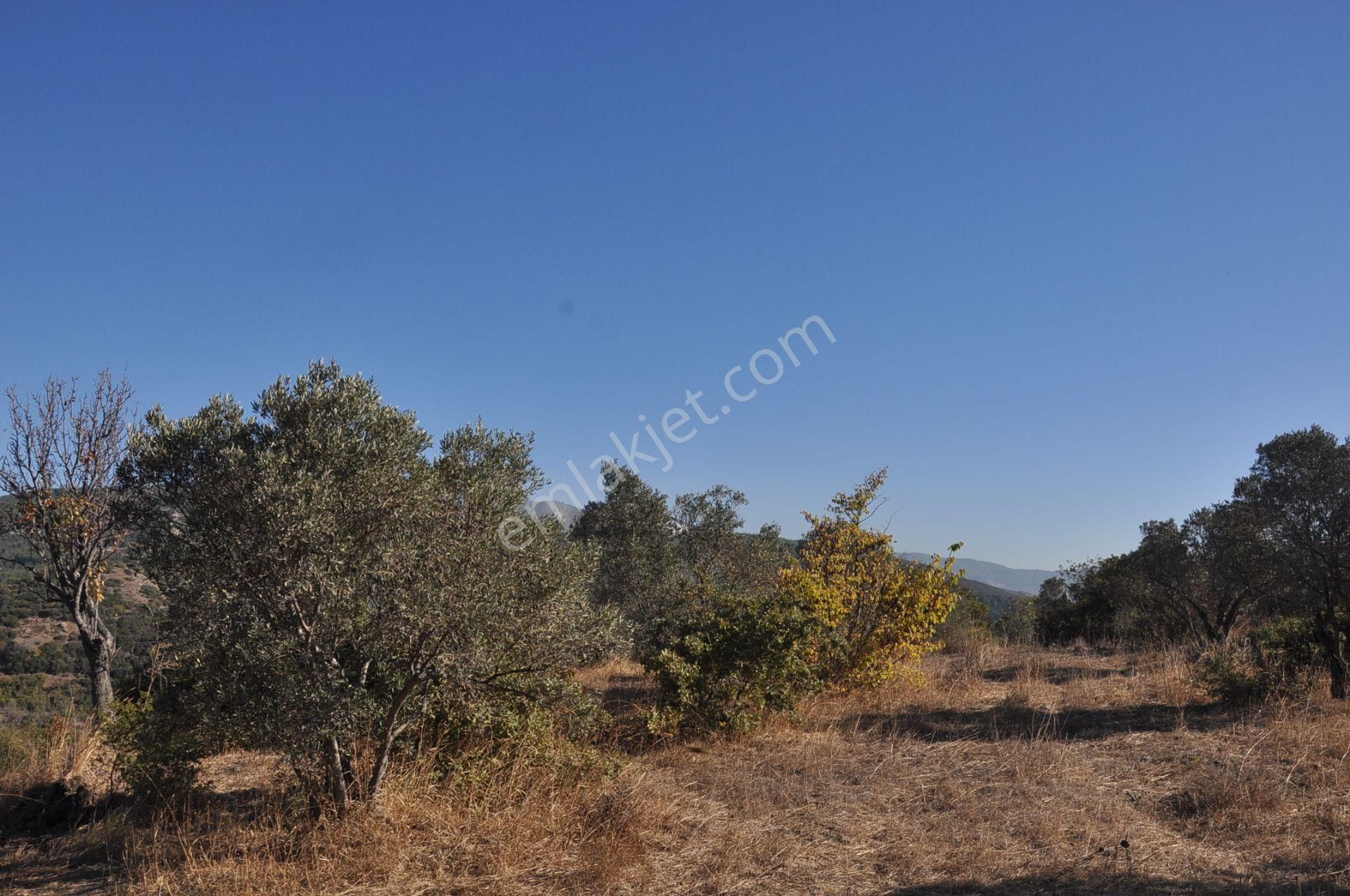 Kuşadası Golf Oteli Yanı Deniz Manzaralı 63 Dönüm Trzm+tic. Arsa - Görsel 32